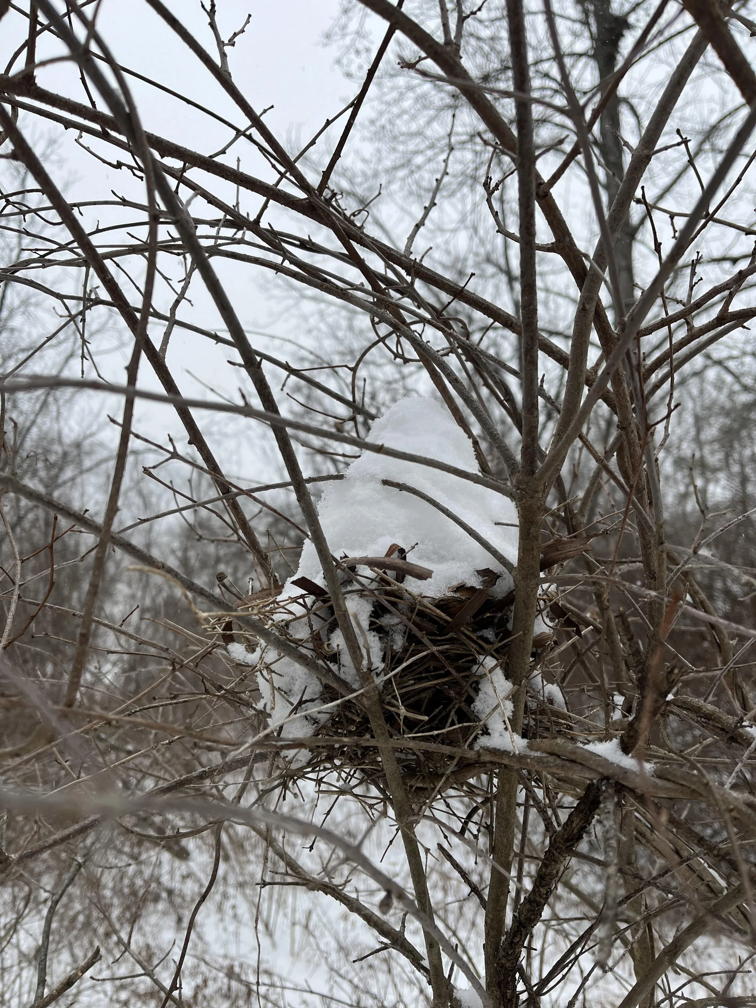 bird nest covered in snow