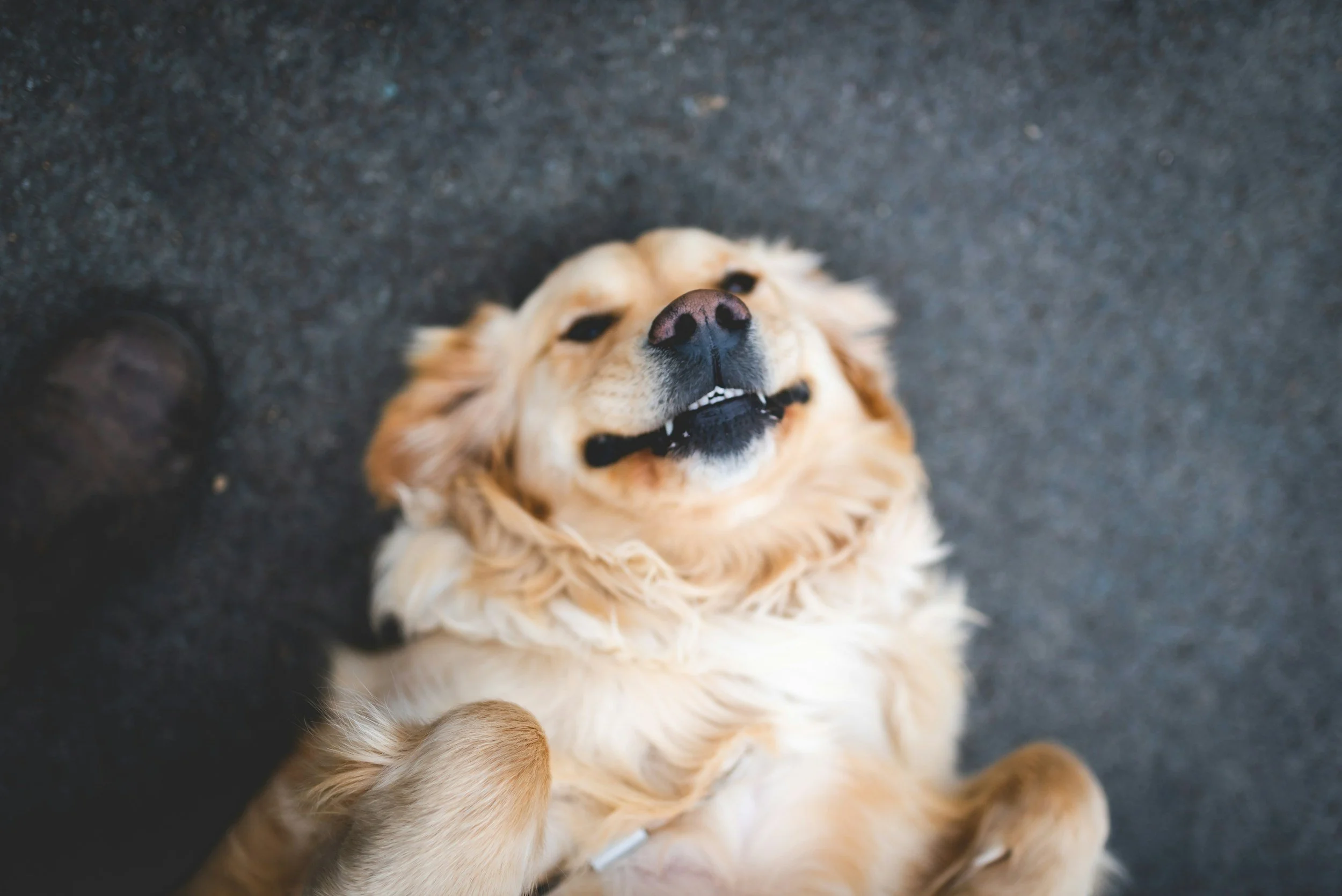 When the Mind is like a Golden Retriever Named Duke, Be Kind