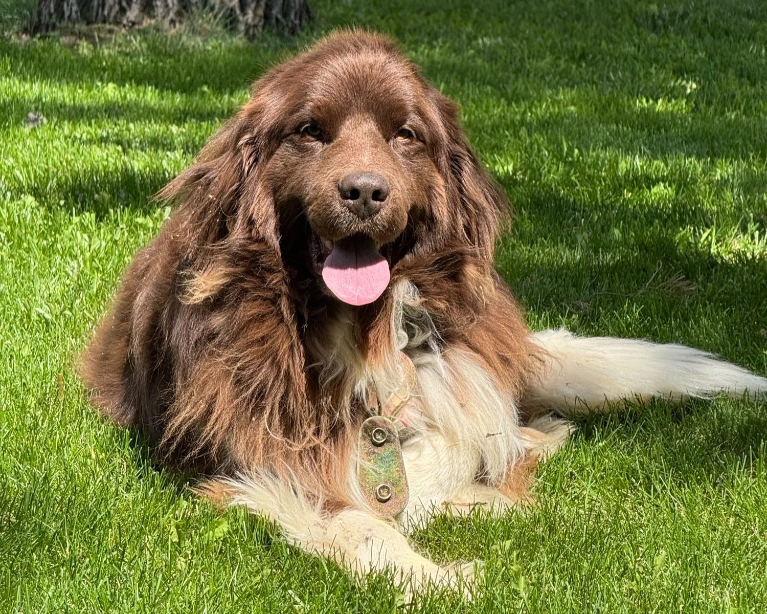 The Healing Power of Animals: How Pets Boost Mental Health