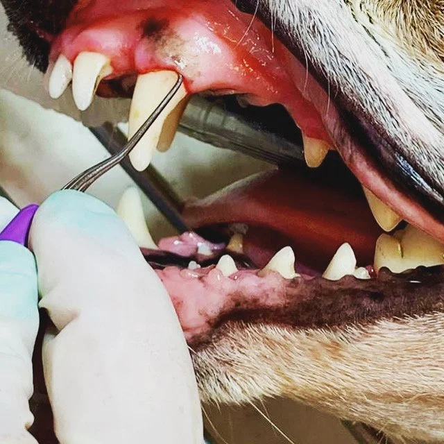 PERIODONCIA