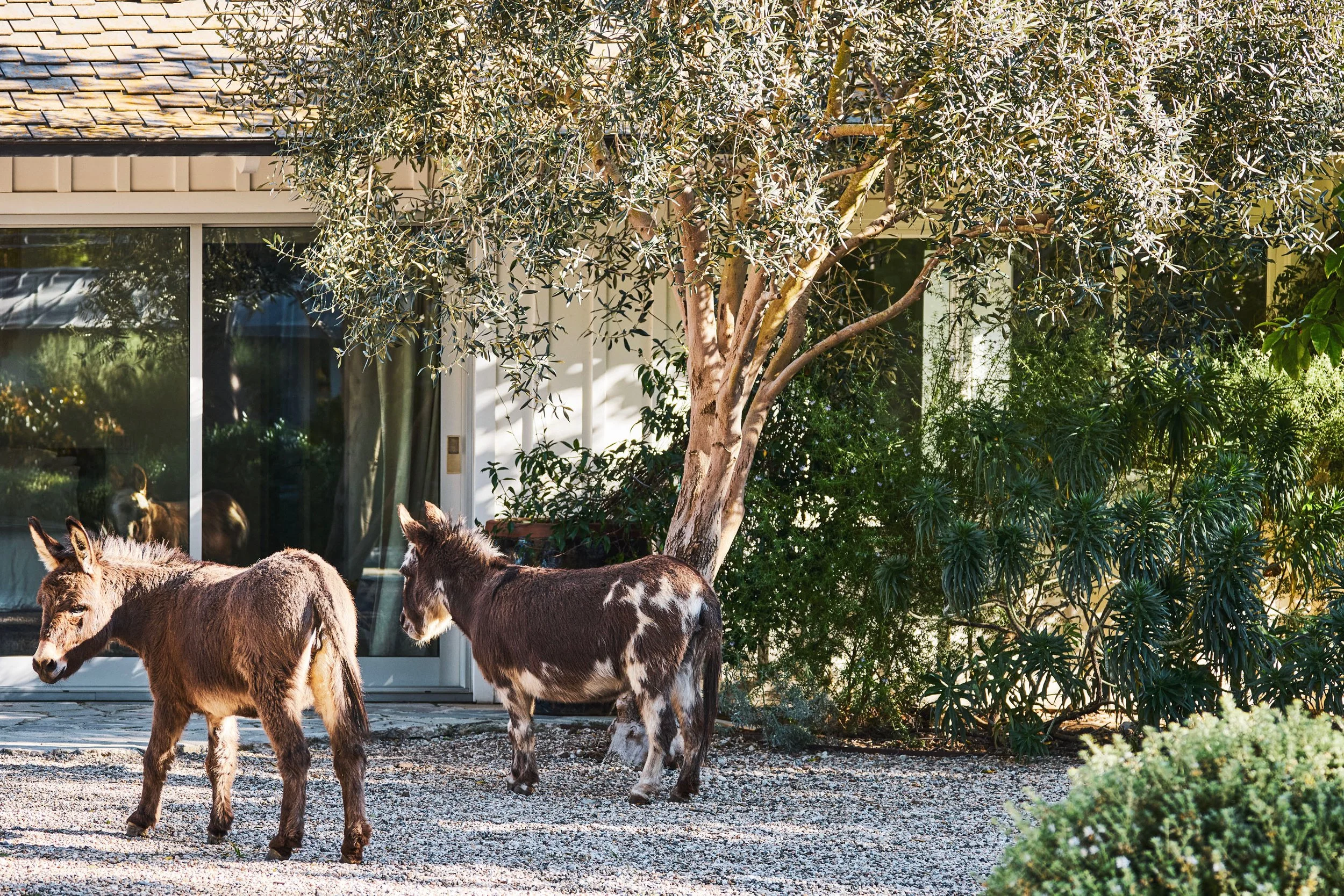 20260204_6715_FERNHILL_STEVEN_LIPPMAN 633.JPEG