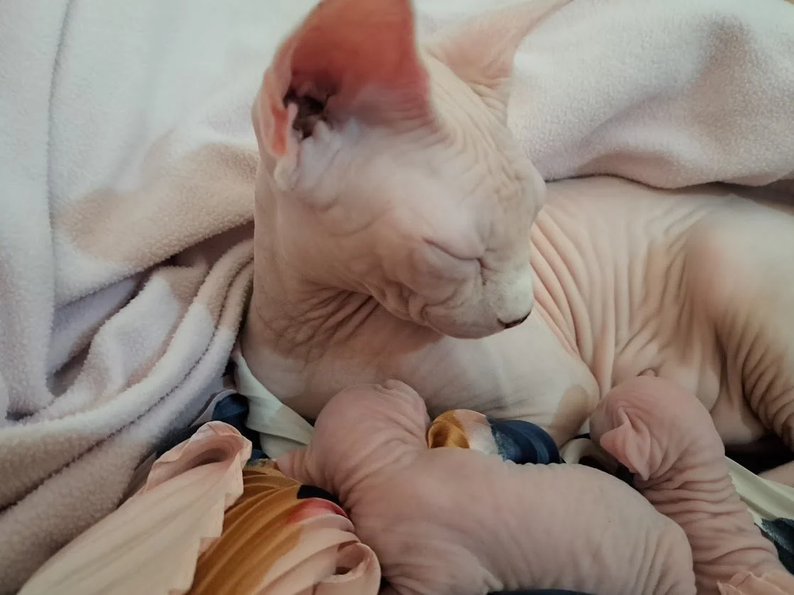 2 day old kittens