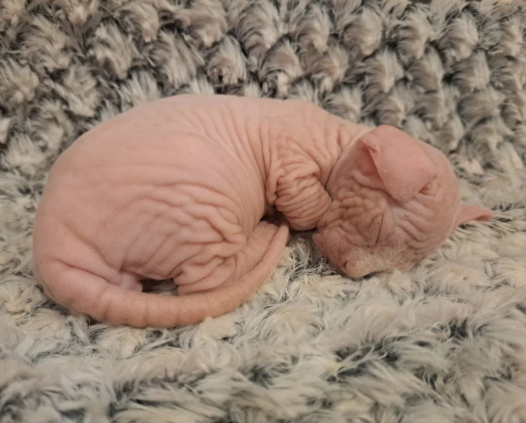 Titan sleeping