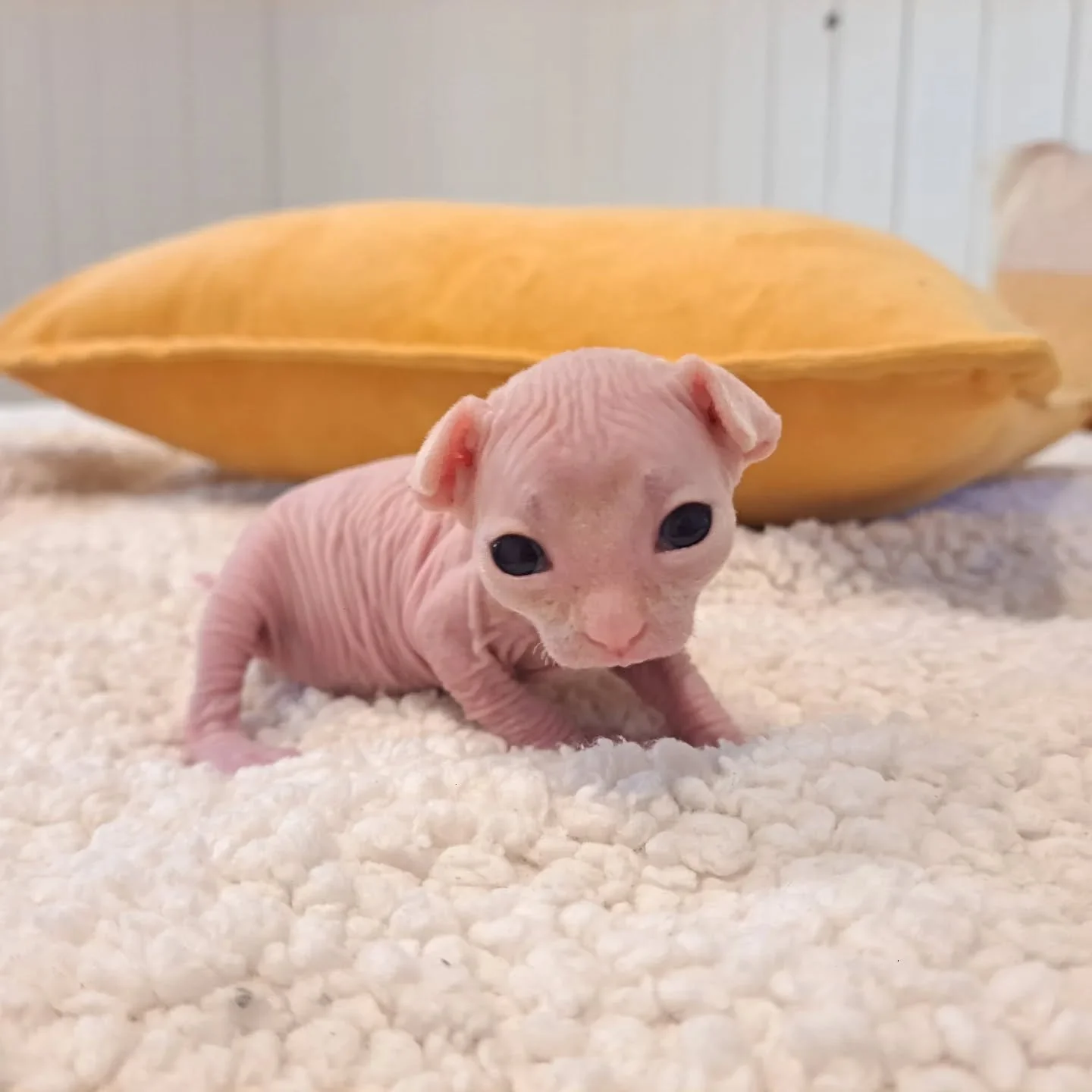 Gorgeous little baby is growing up! 😍