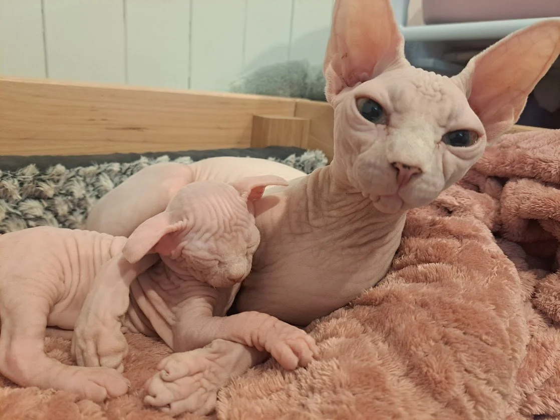 Venus cuddling Titan