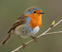 New Year's Day Morning Prayer (via Zoom) 