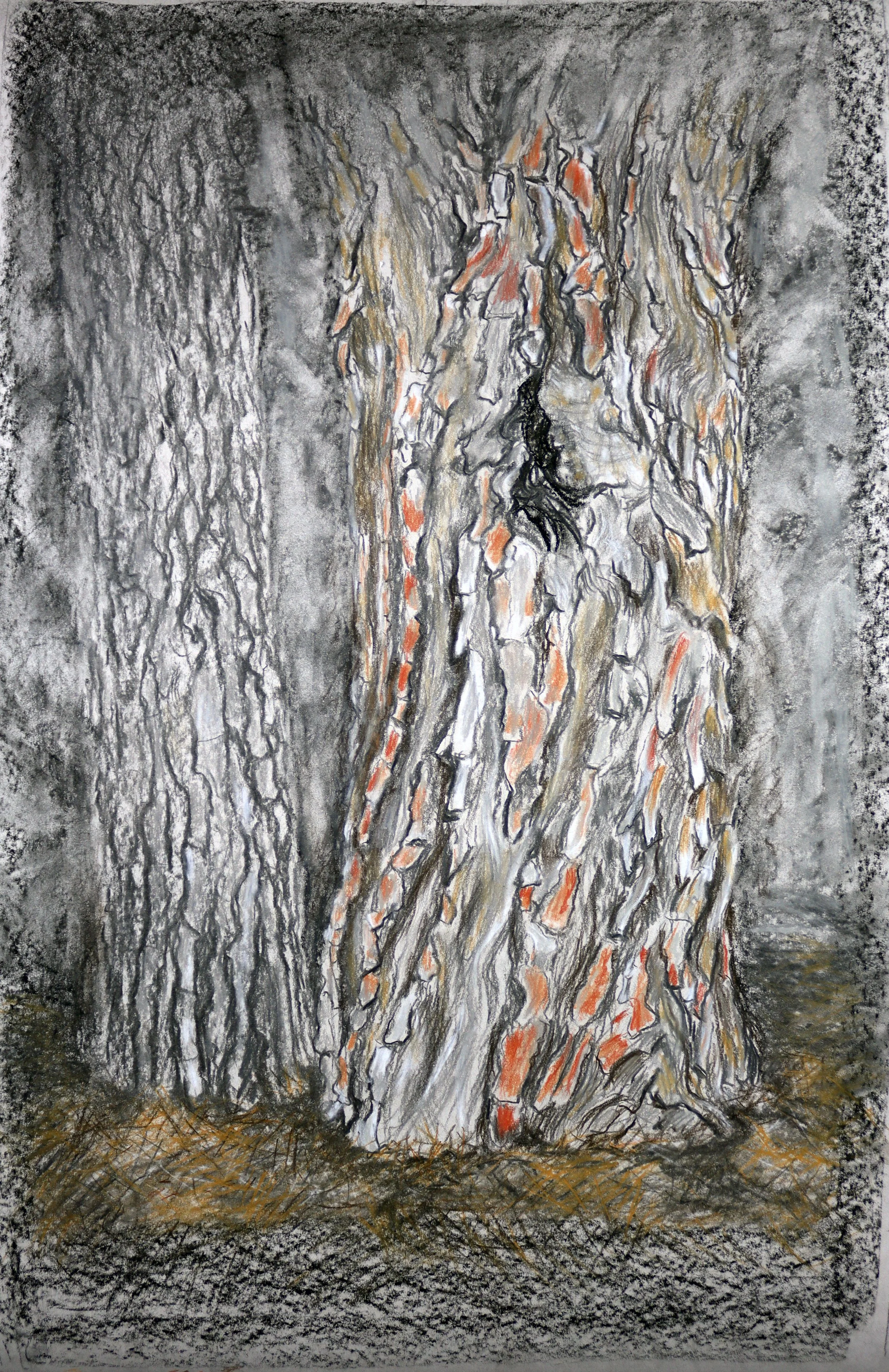Study for Troncs 45cm x 75cm