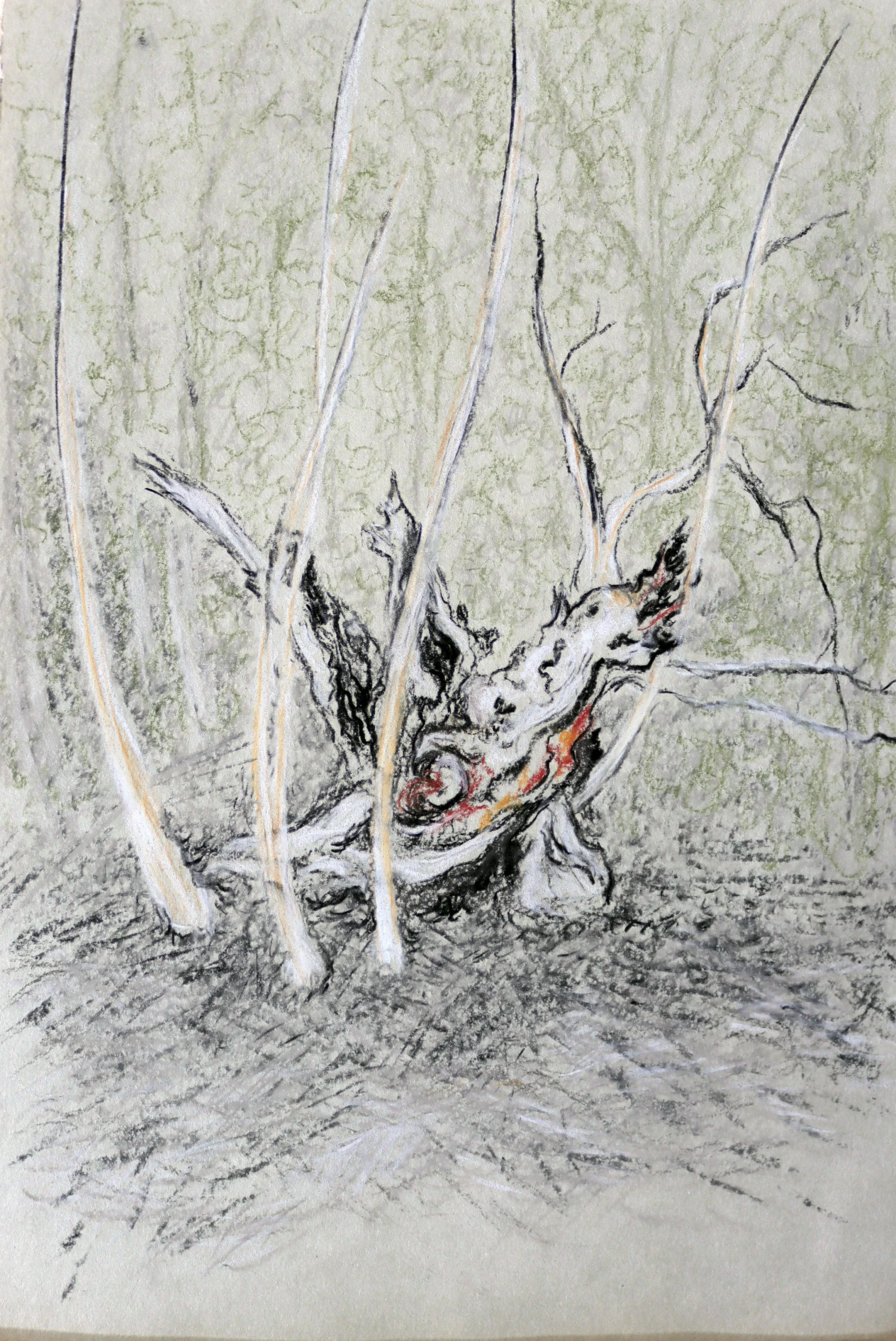 Aïeul « Dragon » 2  
Pastel sur papier / 33cm x 43cm