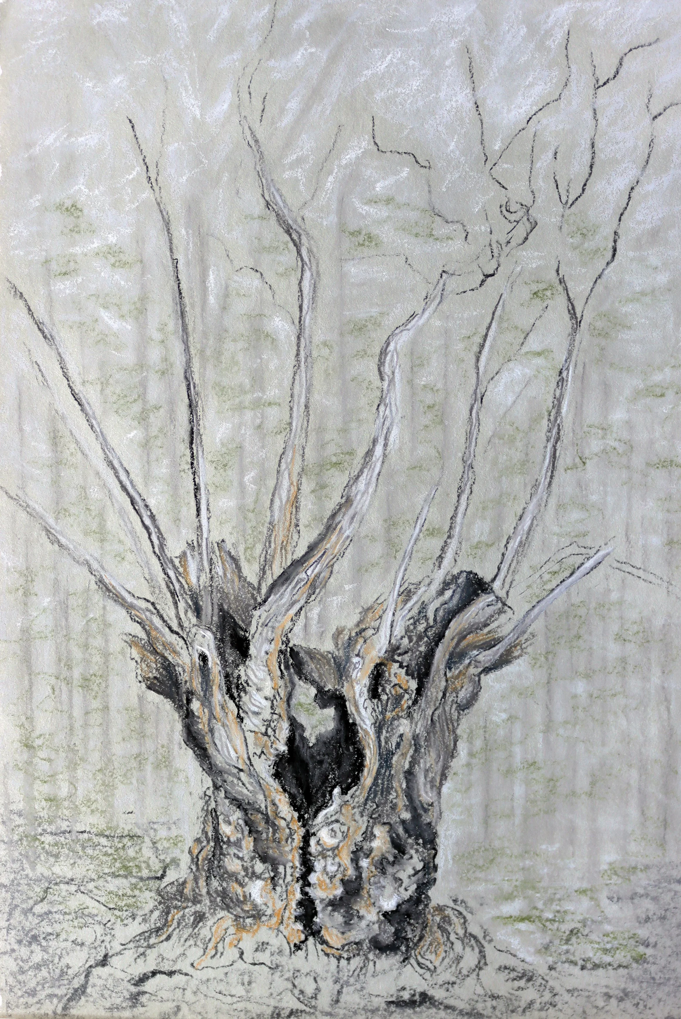 Aïeul « la Fage » 
Pastel sur papier / 33cm x 43cm