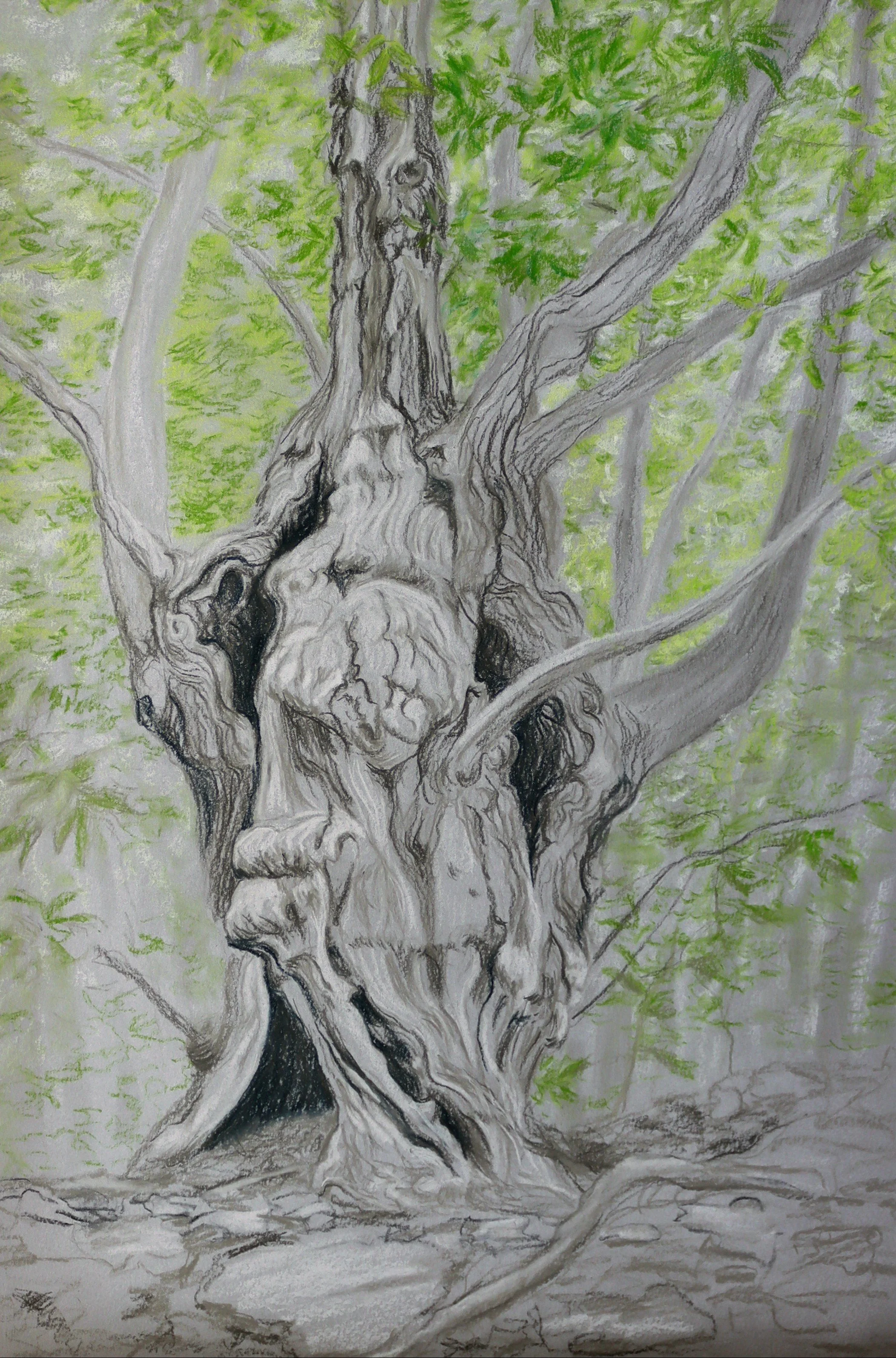 Aïeul «des Lutins »
Pastel sur papier / 43cm x 53cm