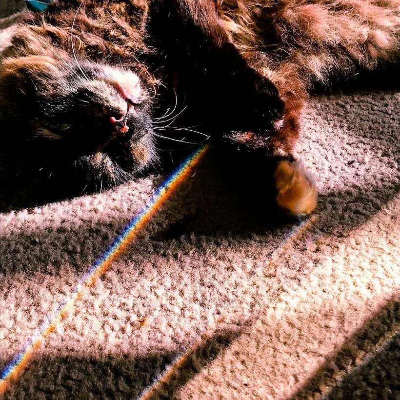 rainbow sleepers