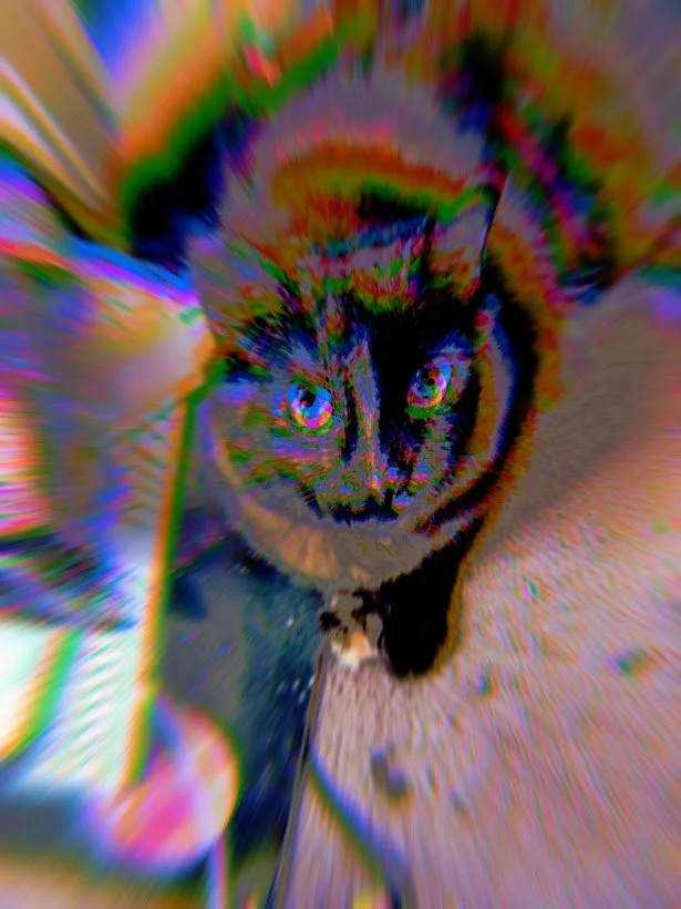 you want to give me tuna