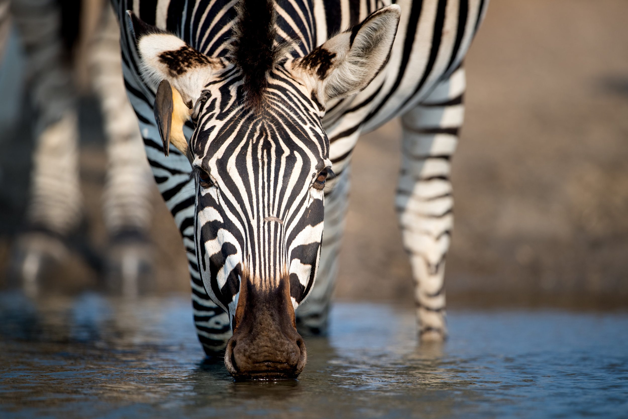 Wildlife-_-Zebra-_-Singita-Pamushana-_-Ross-Couper-14-scaled-1.jpg