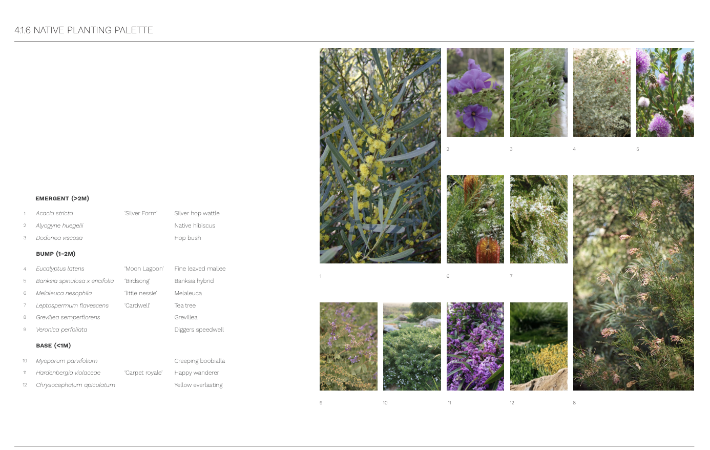 Plant palette native.png
