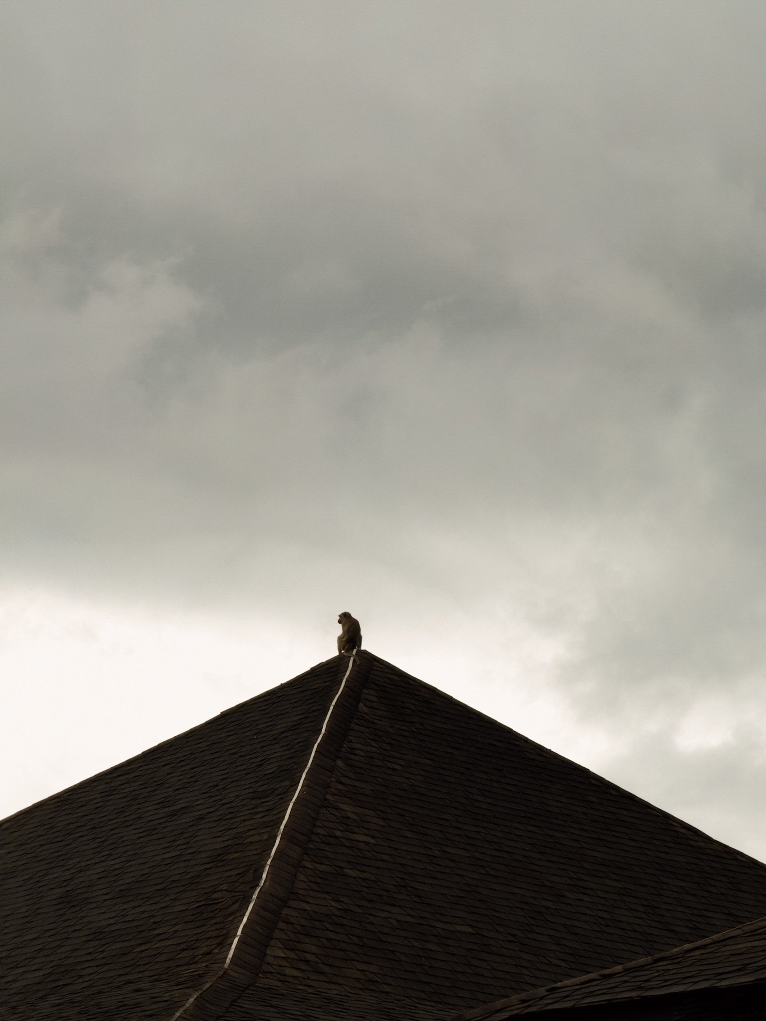 Monkey on a roof.