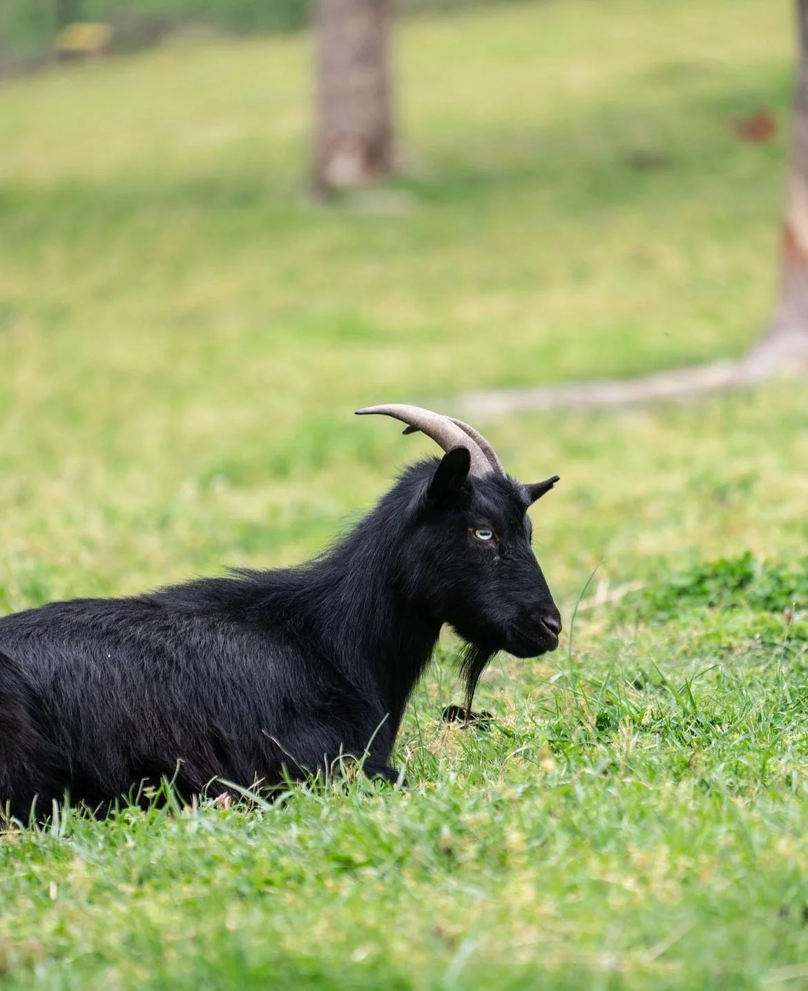 Screenshot 2023-07-17 at 11.24.12 PM.jpeg