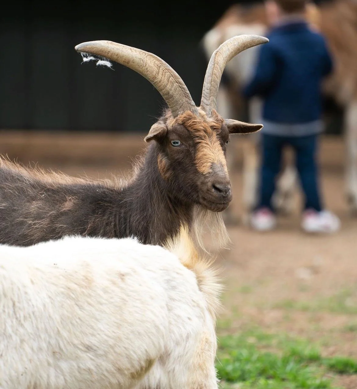 Screenshot 2023-07-17 at 11.23.19 PM.jpeg