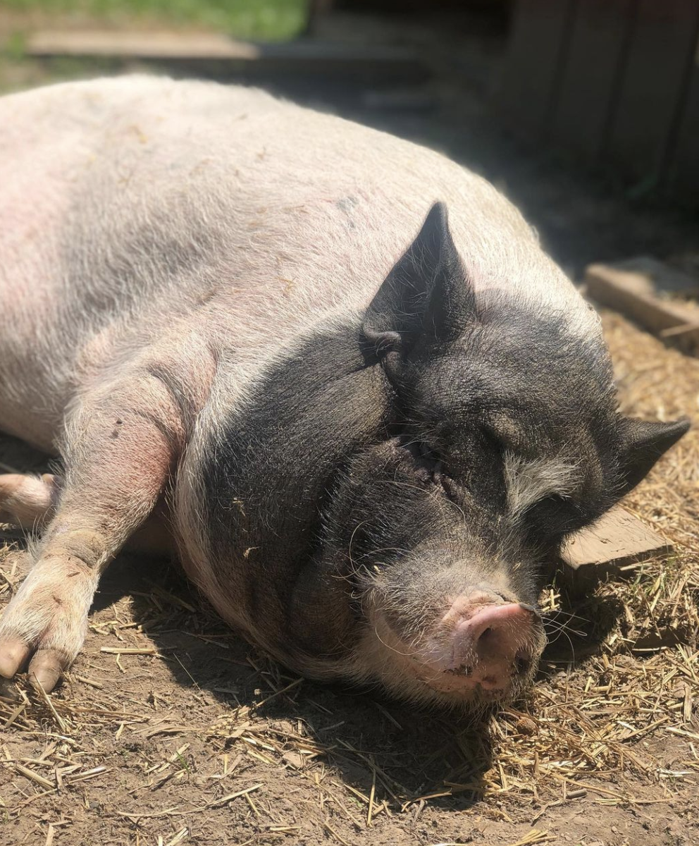 Screenshot 2023-07-19 at 11.13.24 PM.png