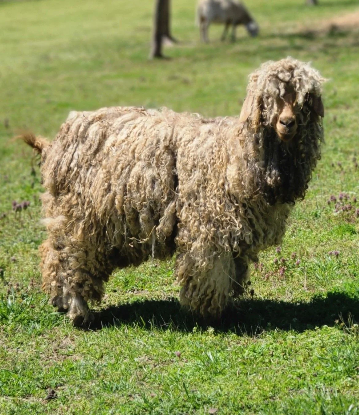 Screenshot 2023-07-18 at 8.30.57 PM.jpeg