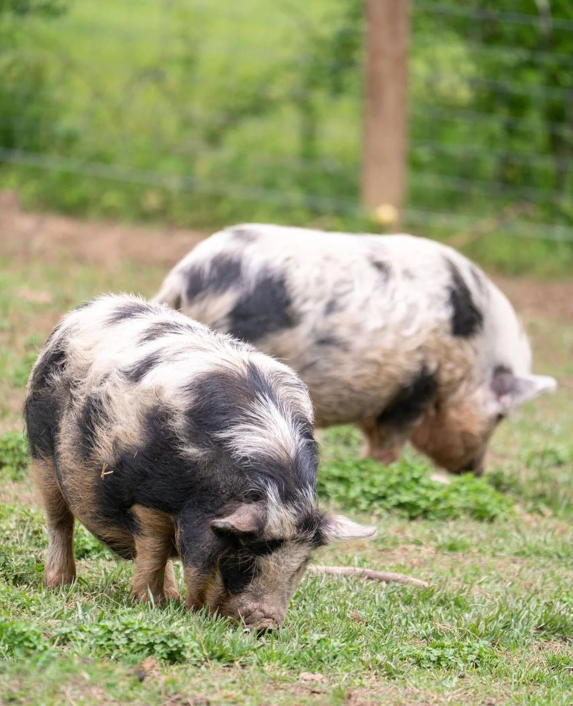 Screenshot 2023-07-17 at 11.23.45 PM.jpeg