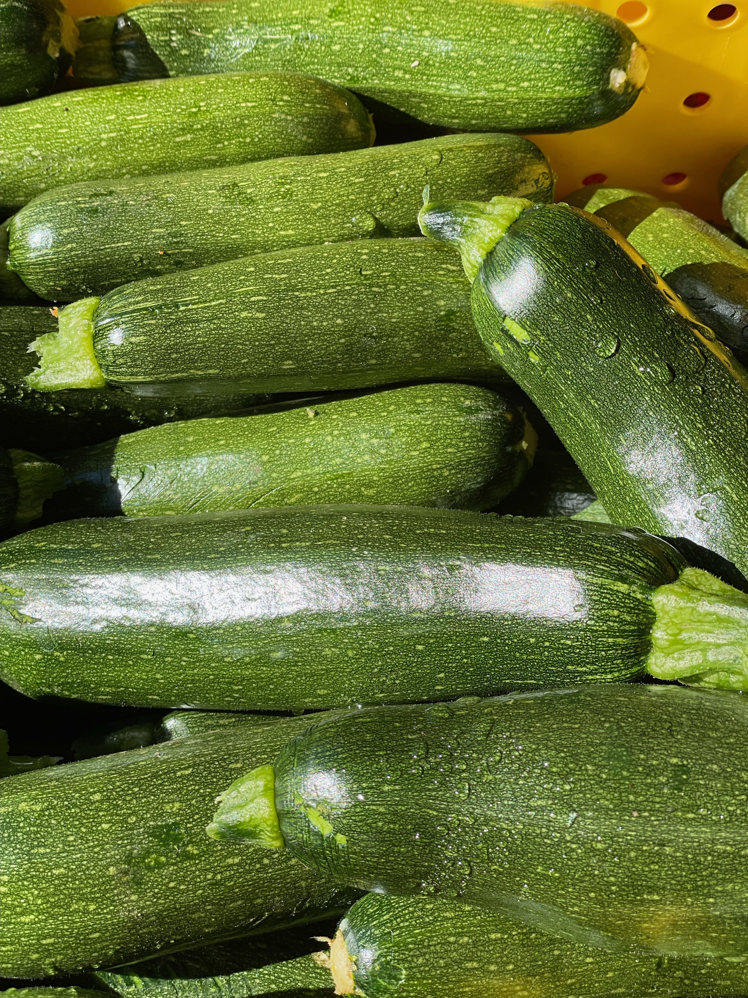 Zucchini
$2/lb