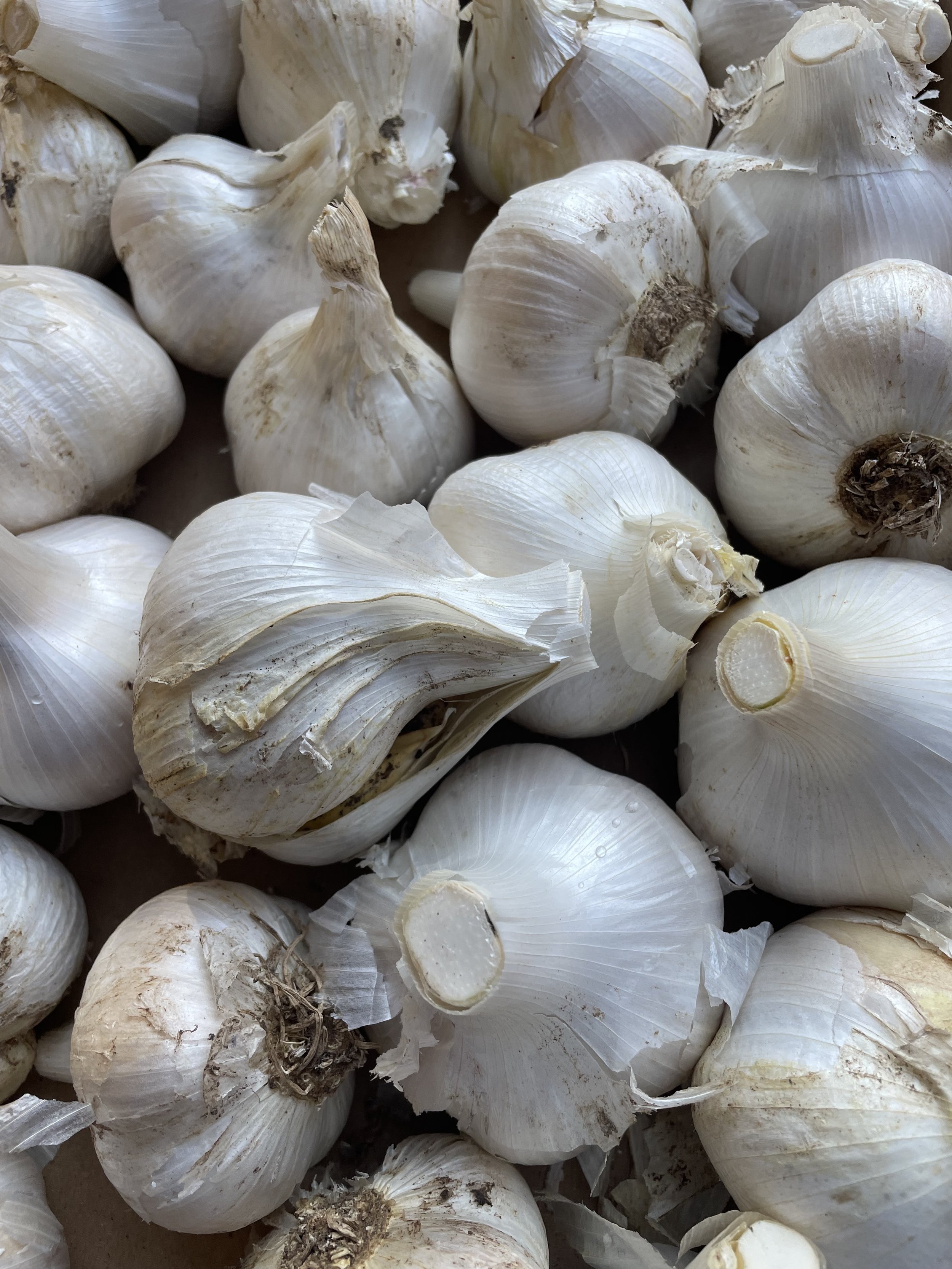 Elephant Garlic
$5/ea