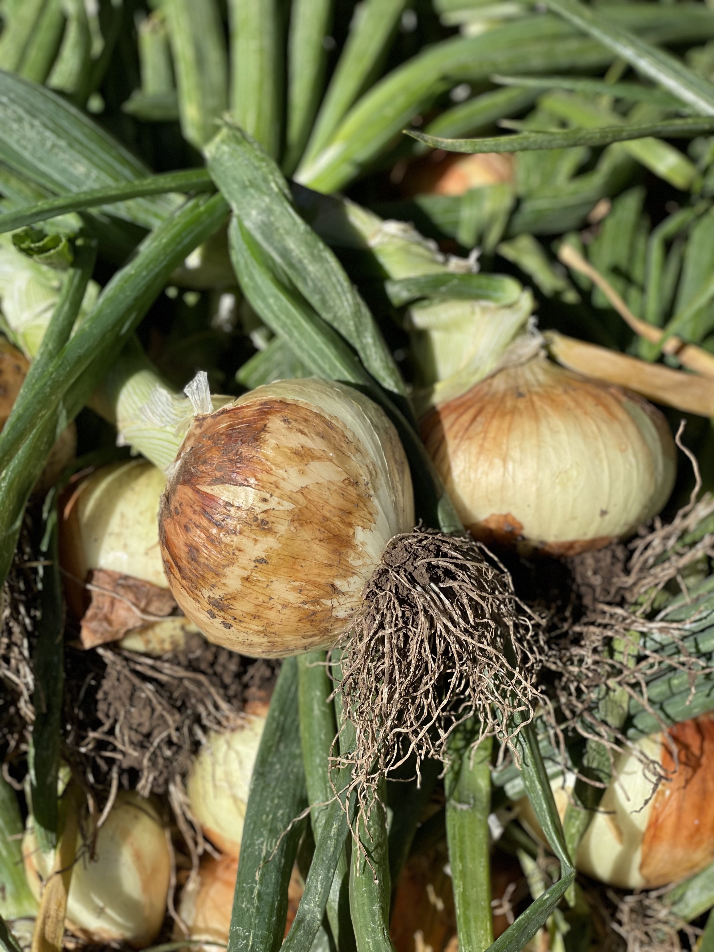 Yellow Onions
$2/LB