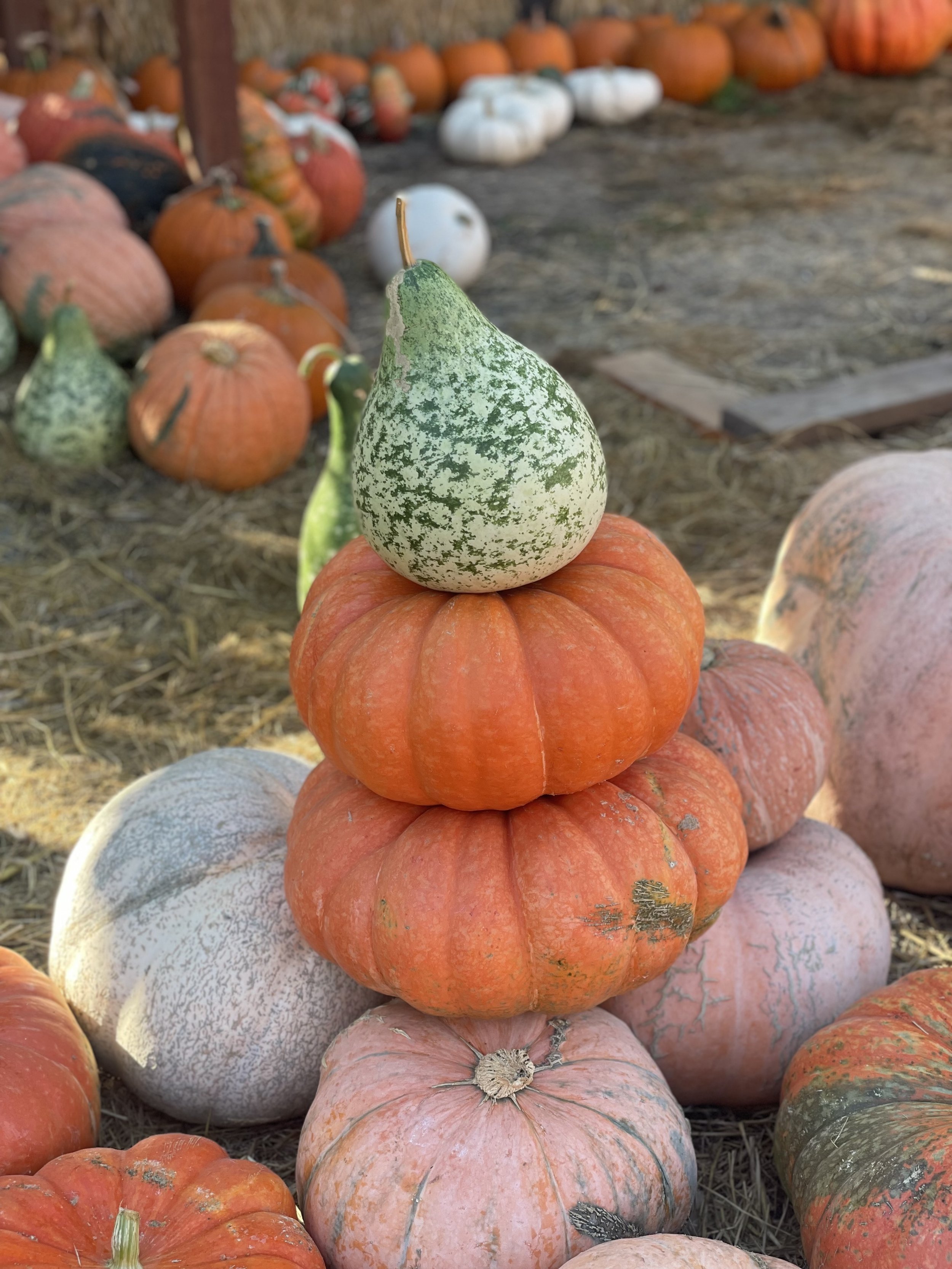 Pumpkins and Gourds
Price Varies by size and variety