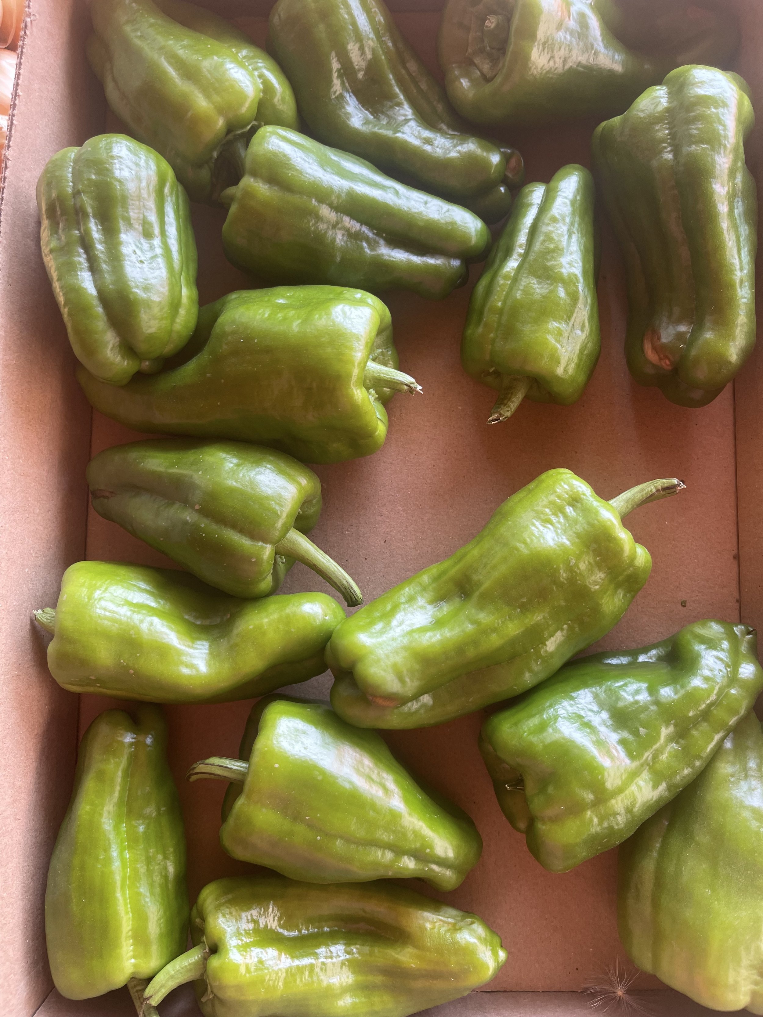 Bell Peppers
$2/LB