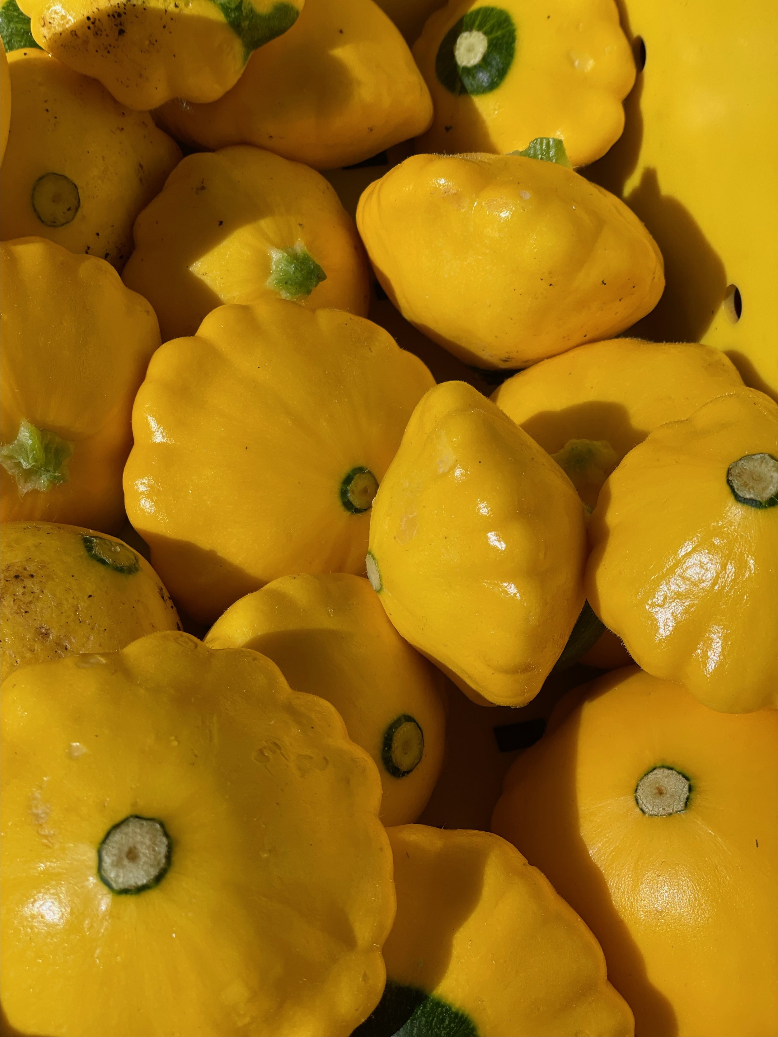Patty Pan Squash
$2/LB