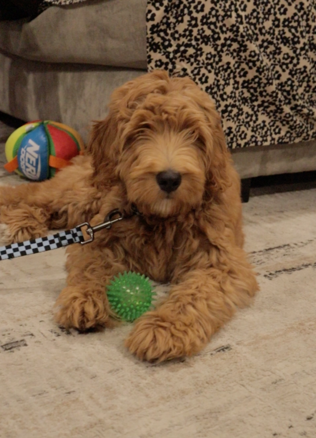 Goldendoodle puppy, Benny (Client)