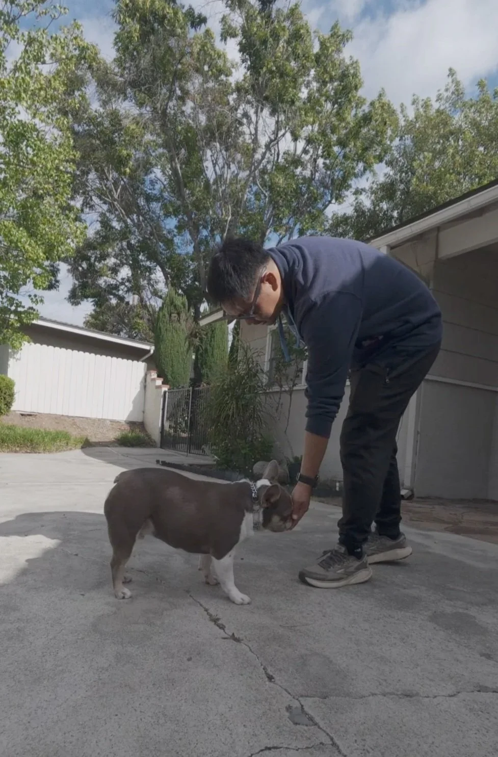 Training Mac, an adorable French Bulldog