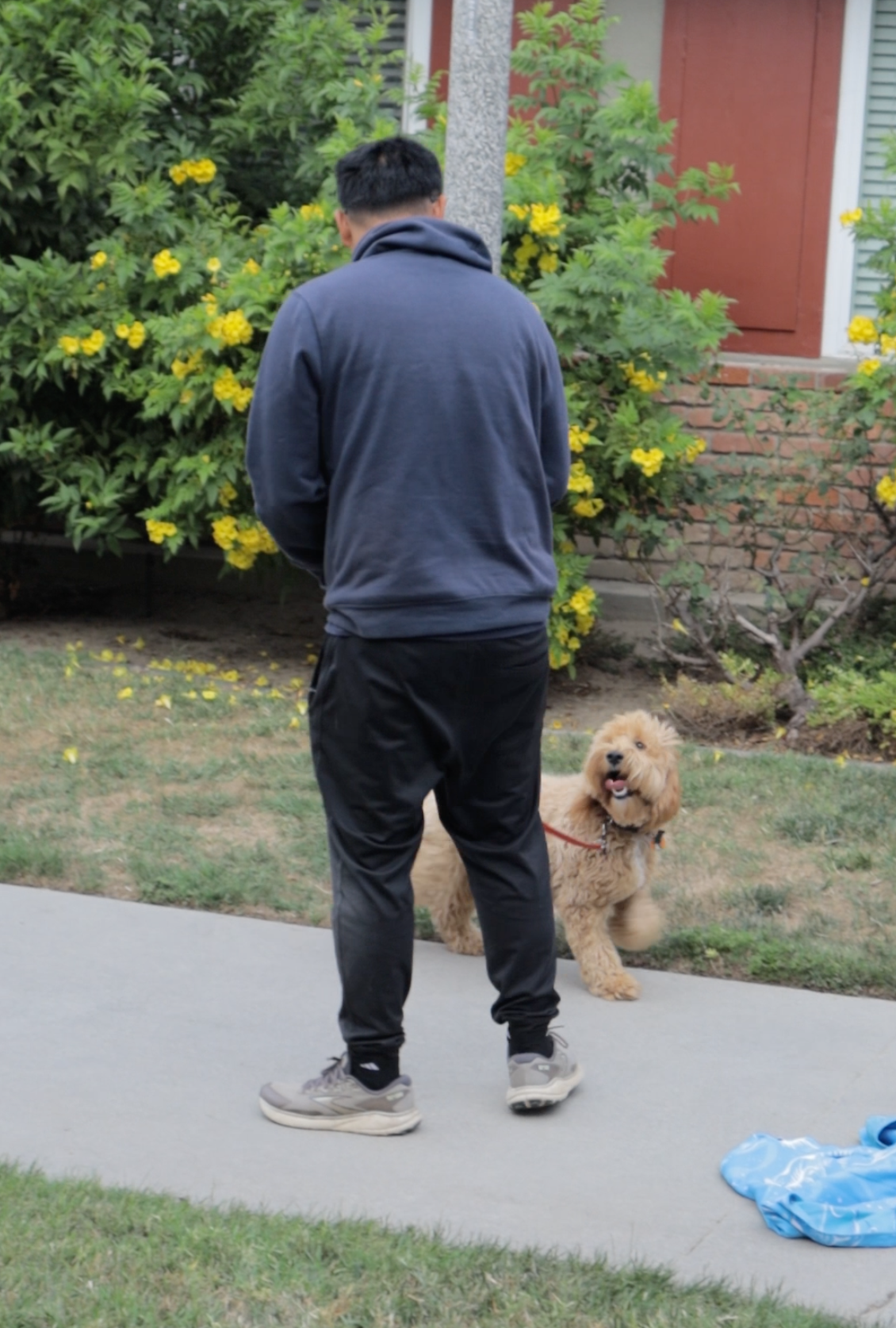 Training an aggressive Goldendoodle