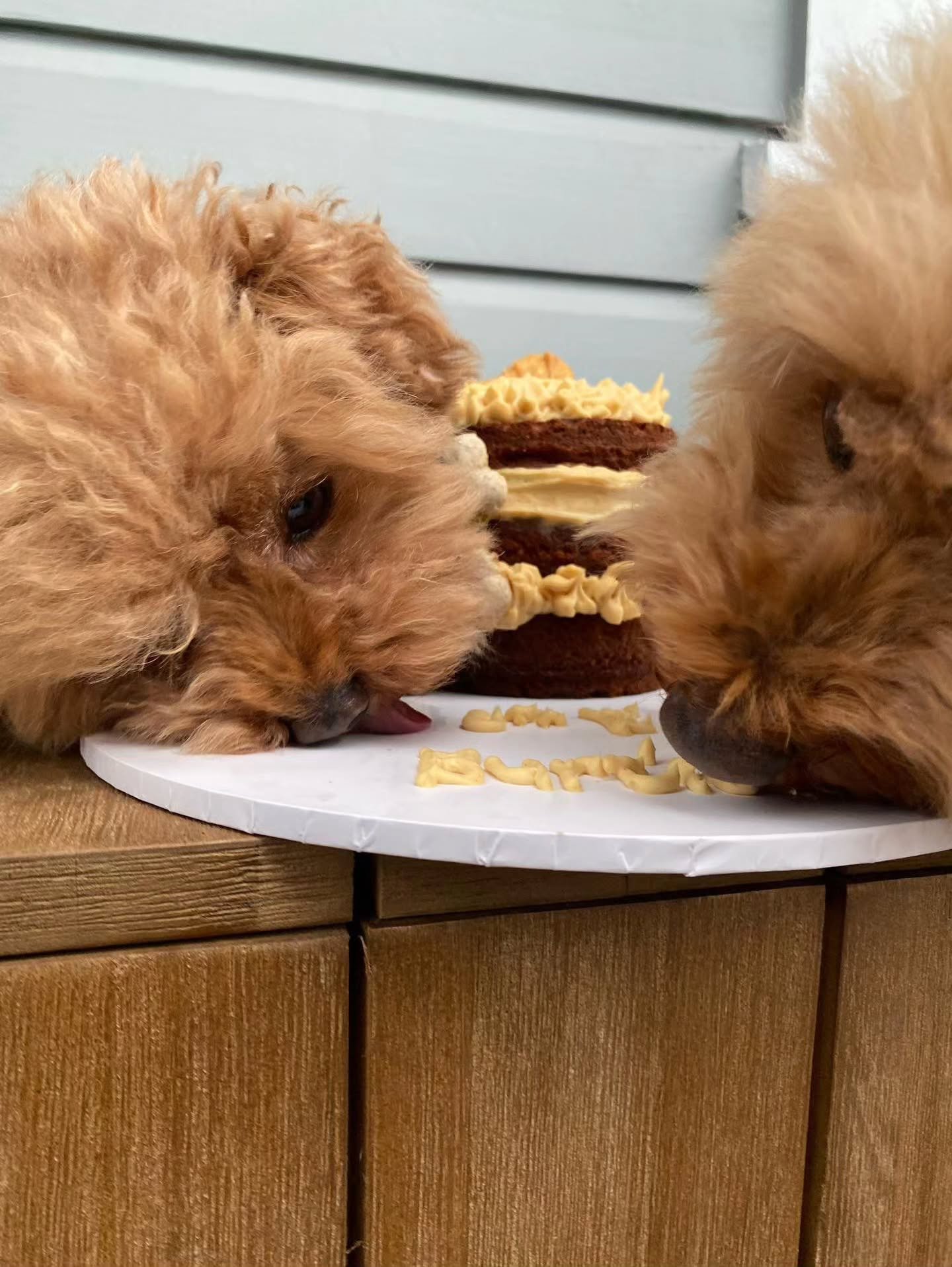 Just 2 cuties, sharing some birthday cake 💛

#dogbirthdayparty #dogfriendly #doggycakes #taurangadogs #dogsofinstagram #cakesfordogs