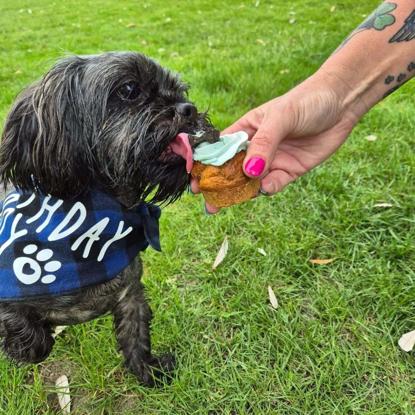 Just a cutie, enjoying a birthday treat! 💚

#DogBakery #Dogfriendly #Pupcakes #doggybirthdays #tauranganz