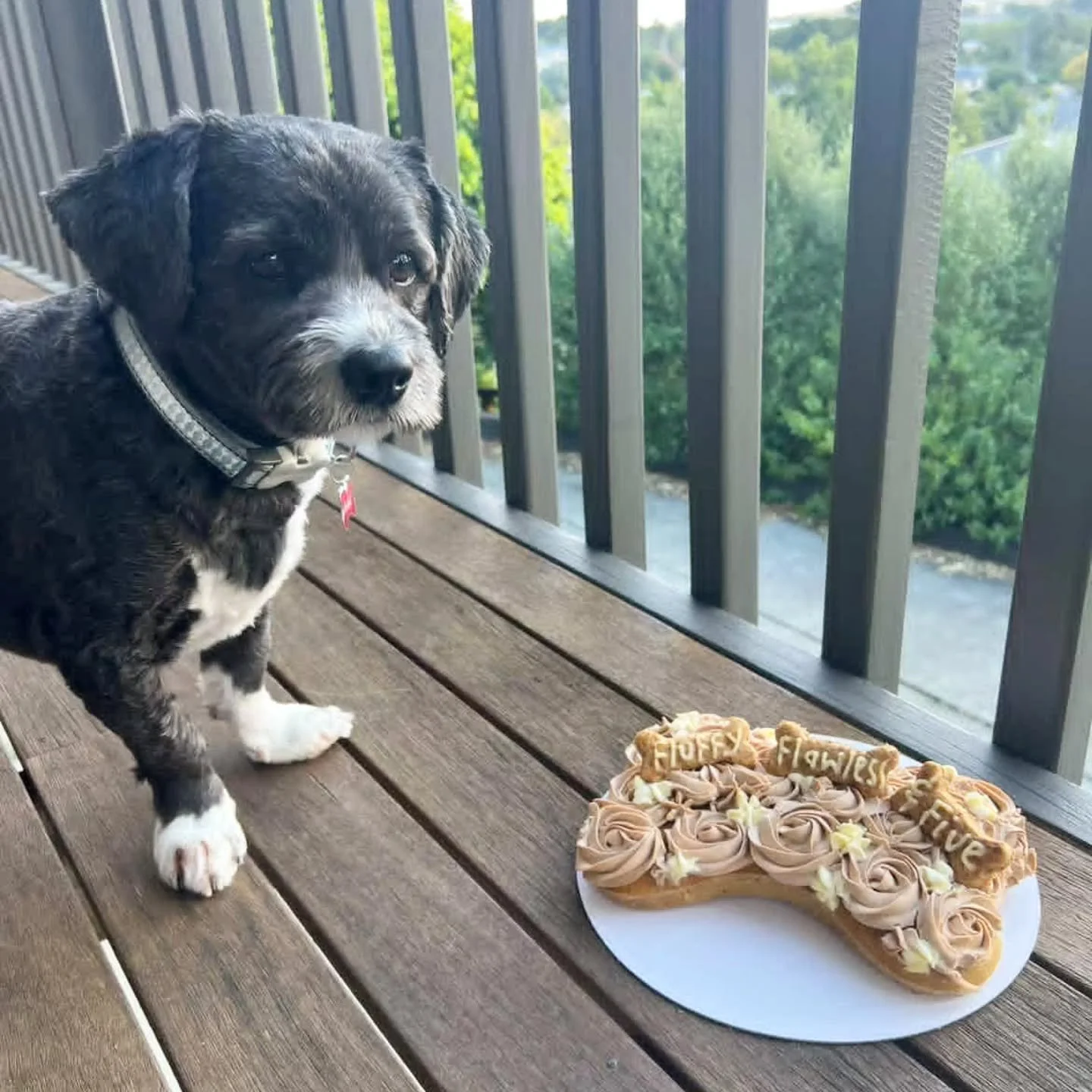 A Bone Shaped Doggy Cake, for this little Cutie! 

#Dogbirthday #DogBakery #Dogfriendly #birthdaycakesfordogs🐶
