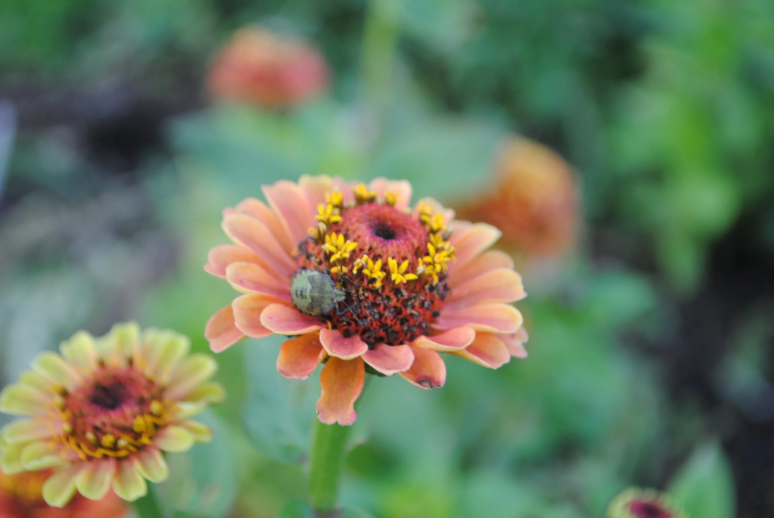 Why nature is vital for a farm and what you can do to encourage more to your space.