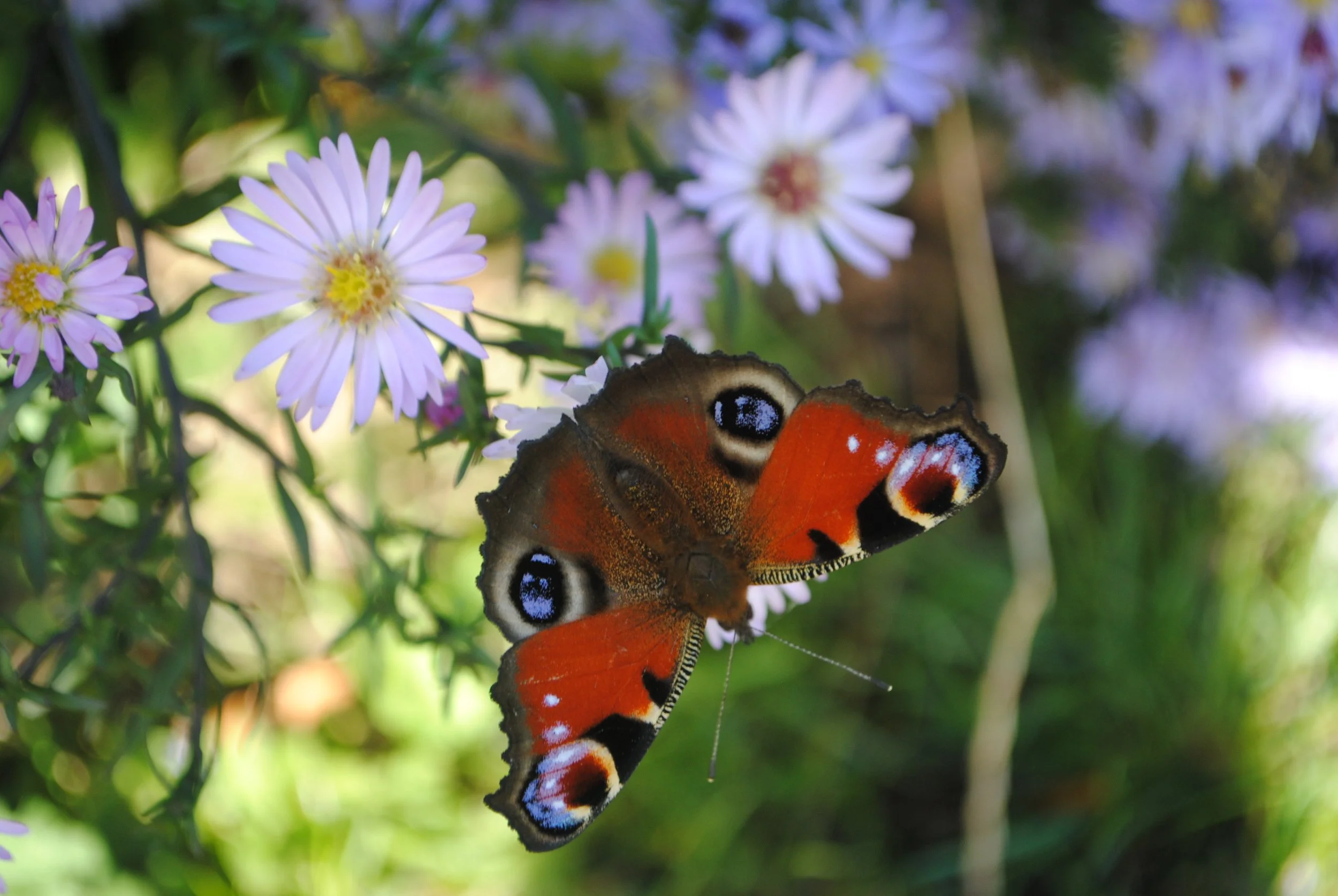 DSC_0699.JPG (Copy) (Copy)