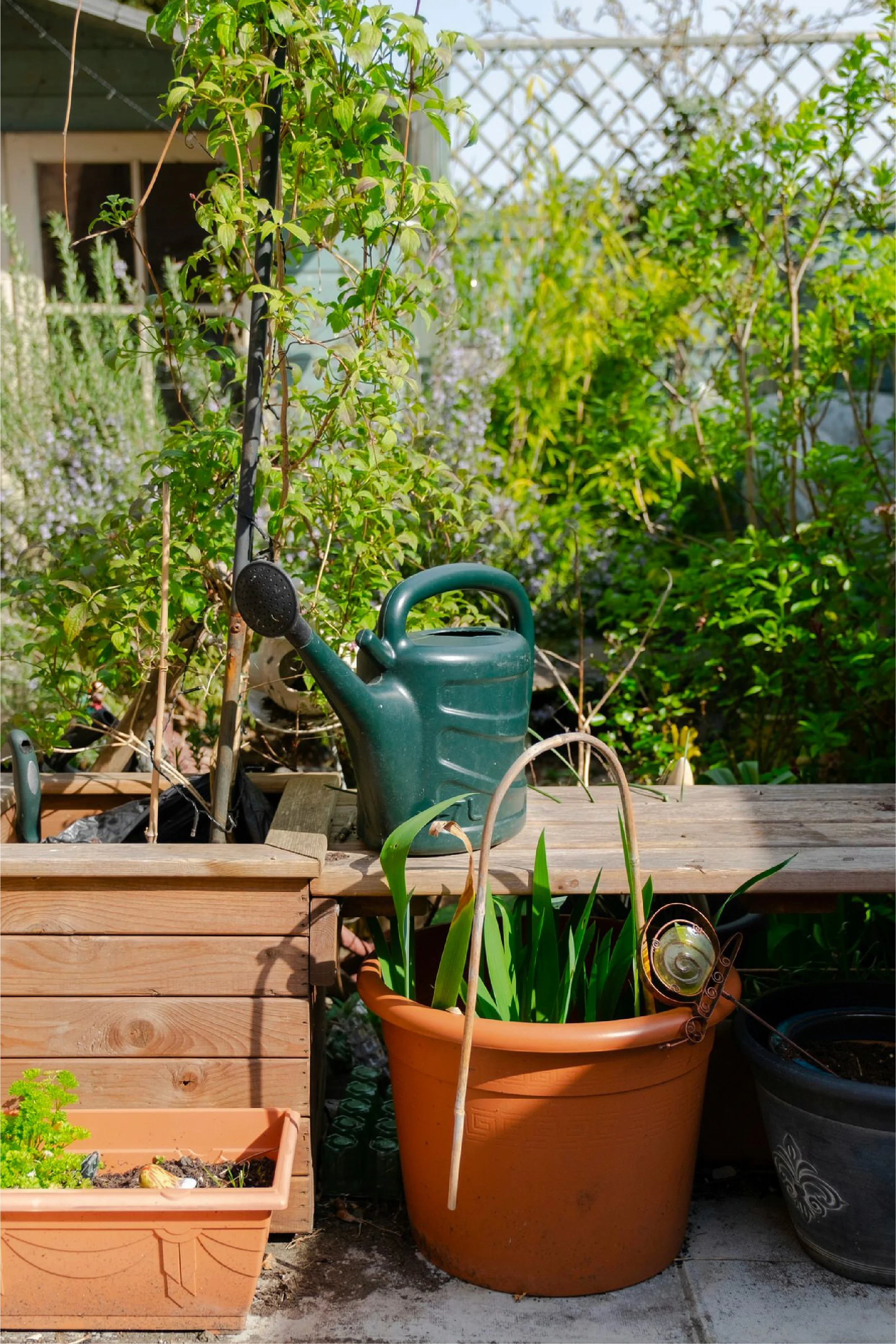 Jardinière avec plantes vertes, arrosoir vert sur une table en bois, autres pots de fleurs avec des plantes, décor de jardin en arrière-plan.