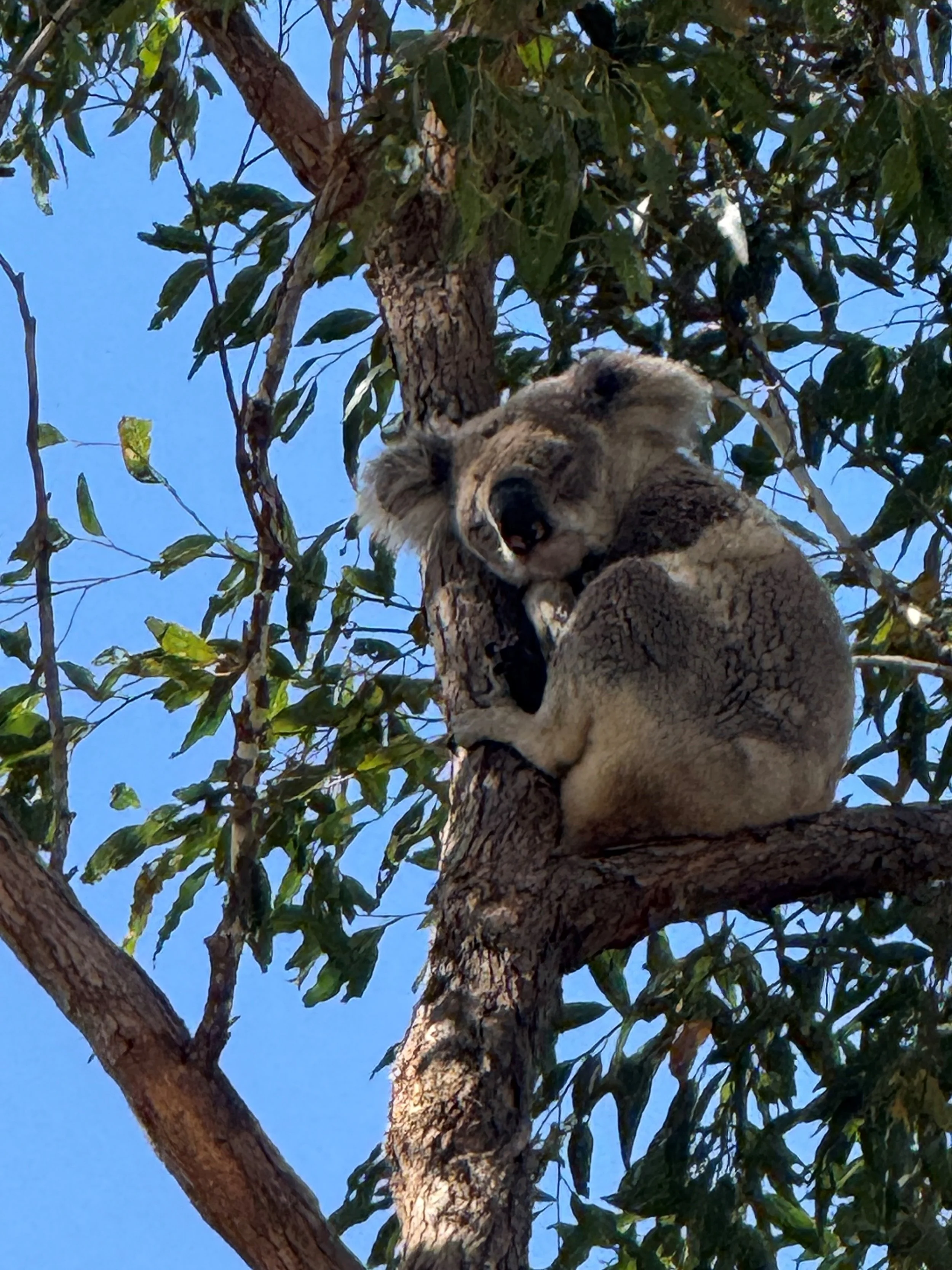 A koala sitting on a tree branch, hugging the trunk, surrounded by green leaves with a clear blue sky in the background.