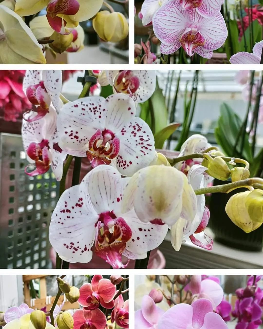 Ljuvliga orkid&eacute;er! 
Just nu
2 f&ouml;r 500 kr! 
Ord. pris 285 kr styck.
