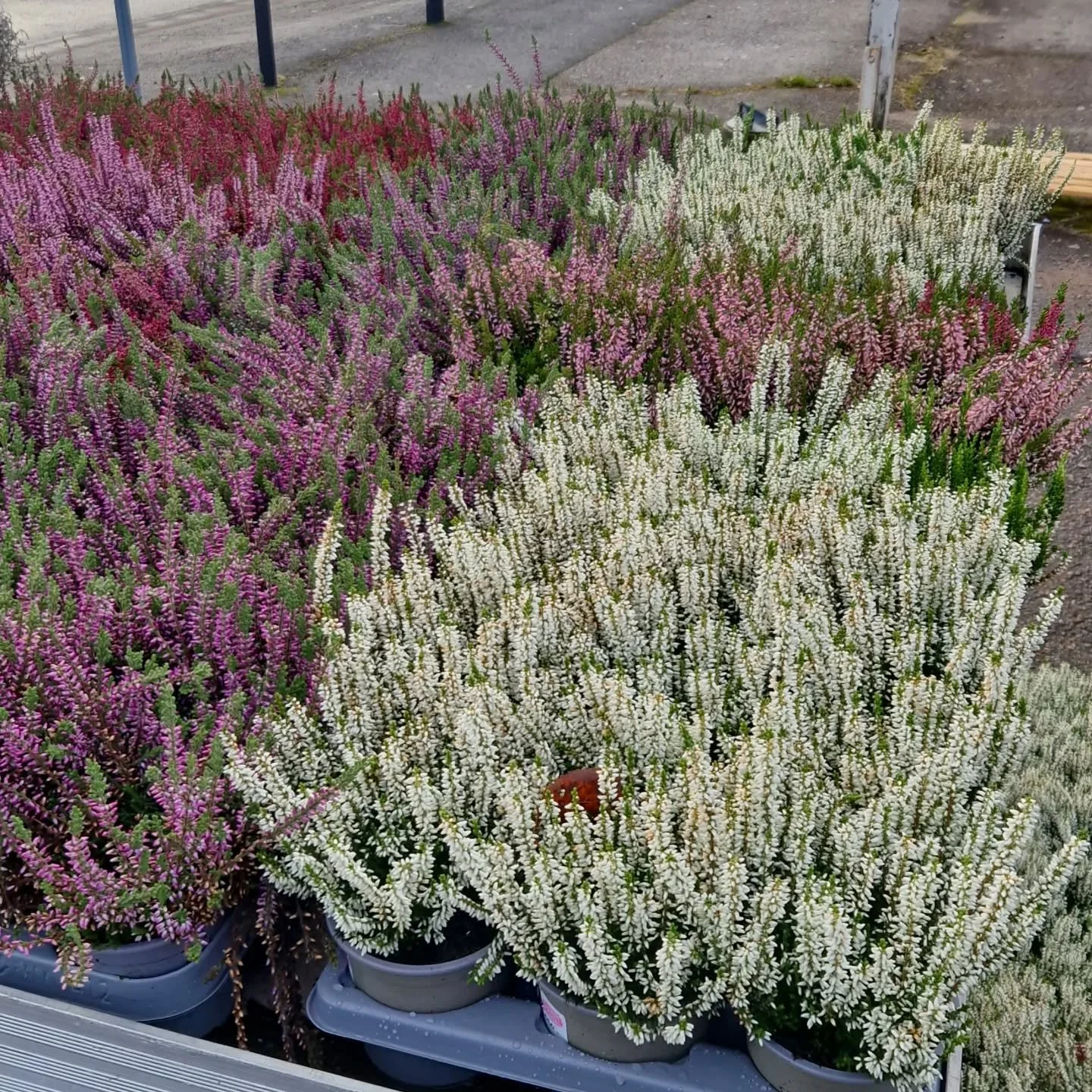 Nu k&ouml;r vi klipp p&aring; kvarvarande calluna ljung.

Ist&auml;llet f&ouml;r 4 f&ouml;r 120:- s&aring; kostar de nu 20:- styck. 

Det g&auml;ller s&aring; l&aring;ngt lagret r&auml;cker.

V&auml;lkommen