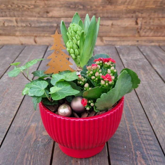 Nu &auml;r det inte m&aring;nga dagar kvar till julafton.
Vi har m&aring;nga bra julklappar och "g&aring;-bort" presenter i butiken. 
H&auml;r ser du till exempel v&aring;r plantering som vi d&ouml;pt till Skorpionen. 
En klassisk julgrupp 