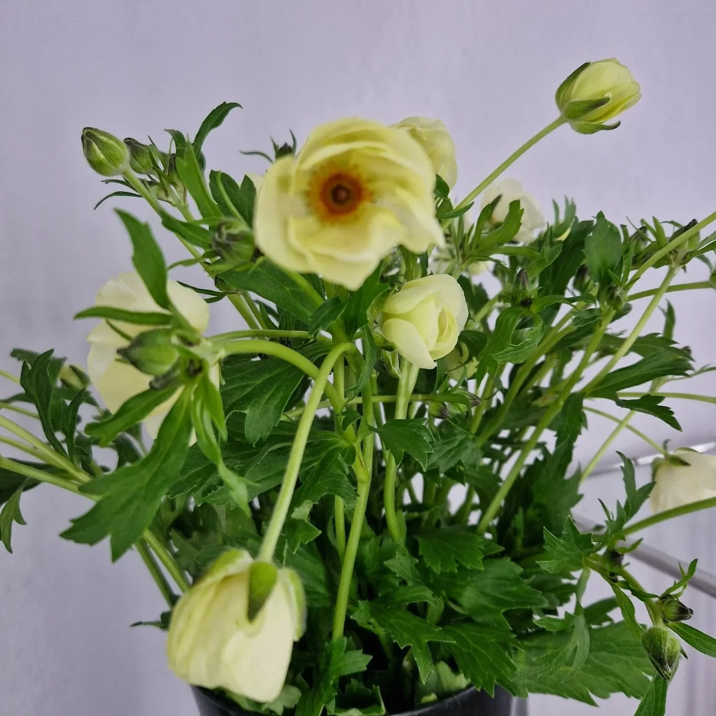 Nu laddar vi upp med ny blommor till det nya &aring;ret. 

Bland annat fj&auml;rilsranunkel i tv&aring; olika f&auml;rger samt stora fina proteor. Denna g&aring;ng i vitt. 

En riktigt h&aring;llbar snittblomma! Obs: Begr&auml;nsat antal!

V&auml;lko