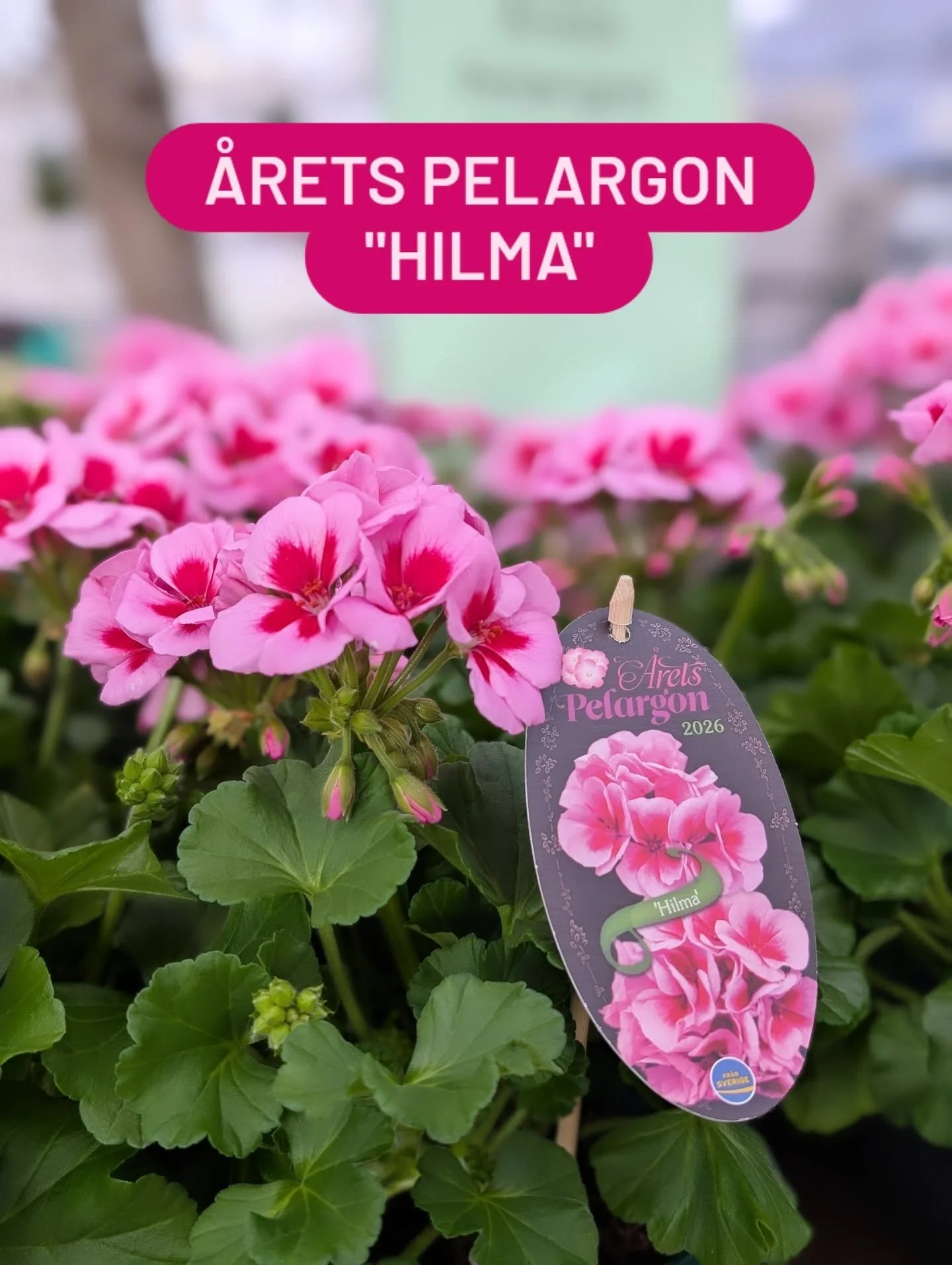 &Aring;rets Pelargon 2026 "Hilma"

En pelargon som verkligen tar f&ouml;r sig med sina f&auml;rggranna kronblad med starka kontraster i rosa och r&ouml;tt! En klassisk zonalpelargon med med ett kaxigt utseende. Vi gillar't!

Ni hittar &Arin