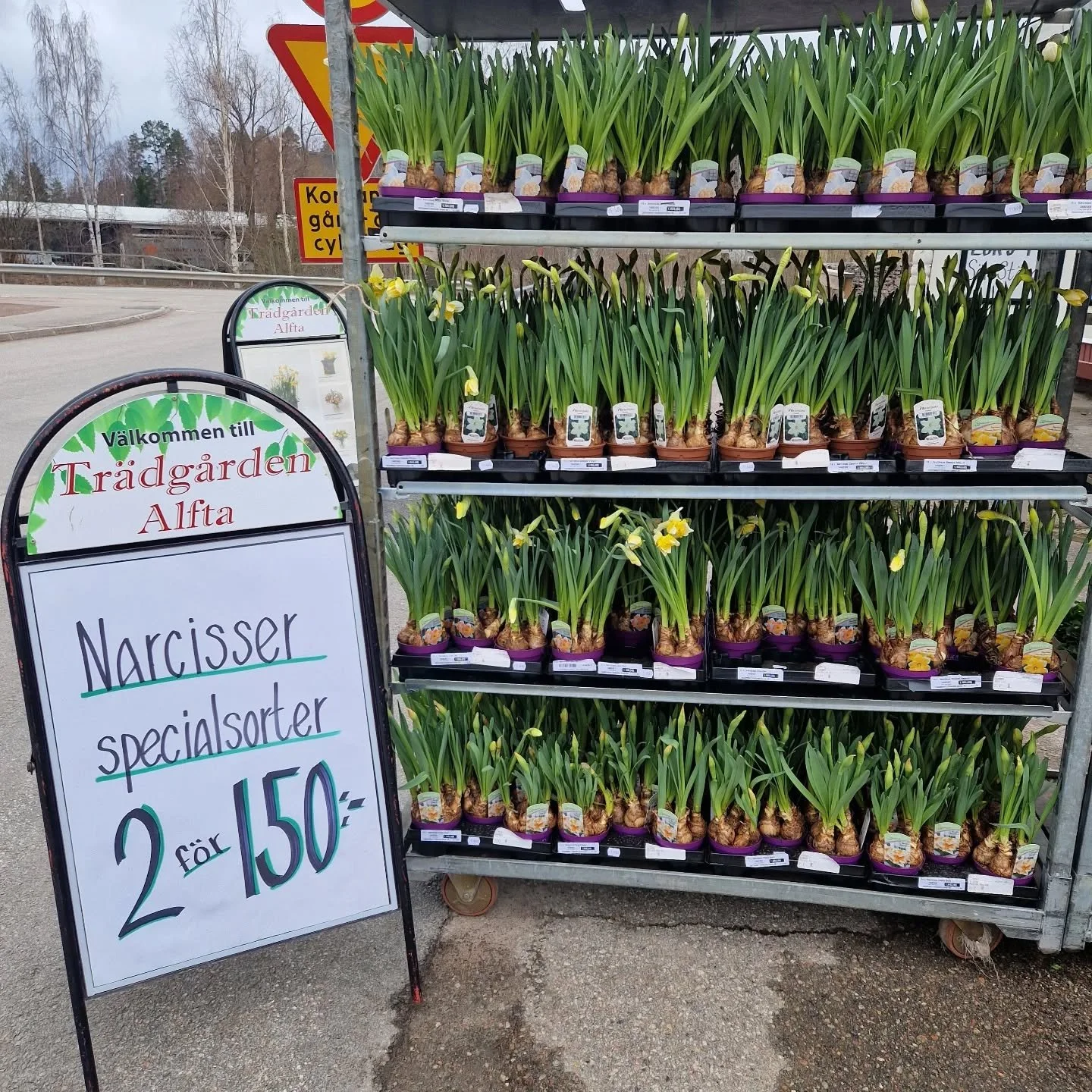 Nu &auml;r det bara dagar kvar till p&aring;sk!

Hos oss hittar du mycket fint. B&aring;de f&ouml;r ute och inne.
Klipp p&aring; specialsorter av narcisser. Dubbla, vita och flerf&auml;rgade i h&auml;rlig mix.

V&auml;lkommen
