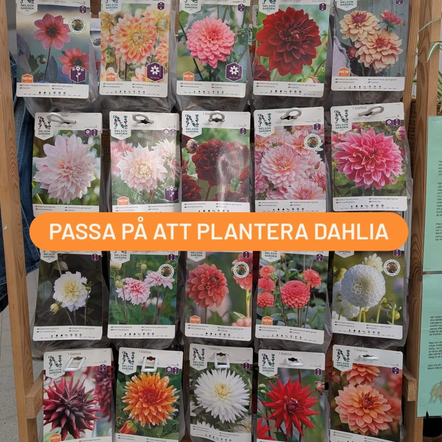 Dahlia!

Nu &auml;r det h&ouml;g tid att plantera dahliakn&ouml;lar f&ouml;r att kunna njuta av dessa st&aring;tliga sk&ouml;nheter i din tr&auml;dg&aring;rd! Cirka 2 m&aring;nader f&ouml;re utplantering &auml;r det dags att v&auml;cka kn&ouml;larna 