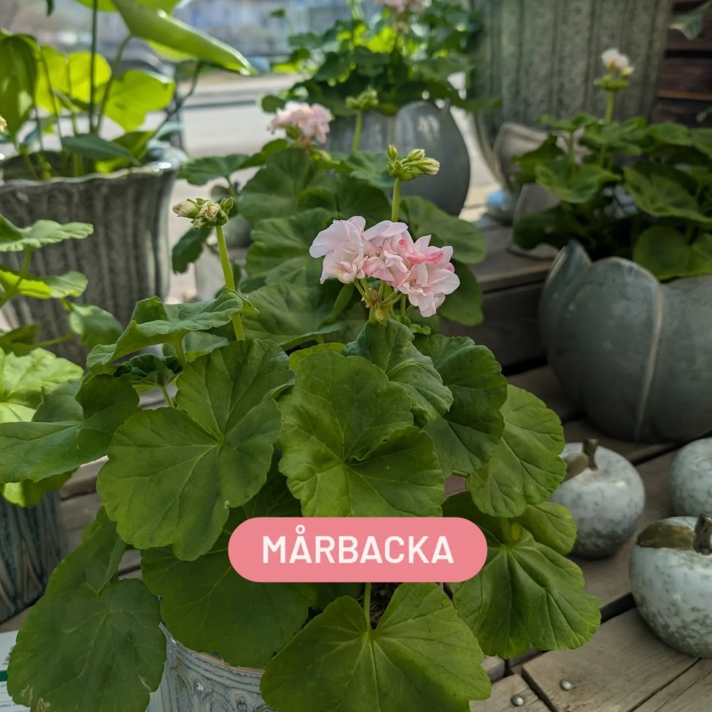 S&aring; mycket fint det finns att njuta av nu, b&aring;de ute och inne! 
Vi har fyllt upp med massor av blommande pelargoner, b&aring;de M&aring;rbacka och vanlig. Kryddv&auml;xter, blommande och gr&ouml;na v&auml;xter. Ute st&aring;r v&aring;ra Alf