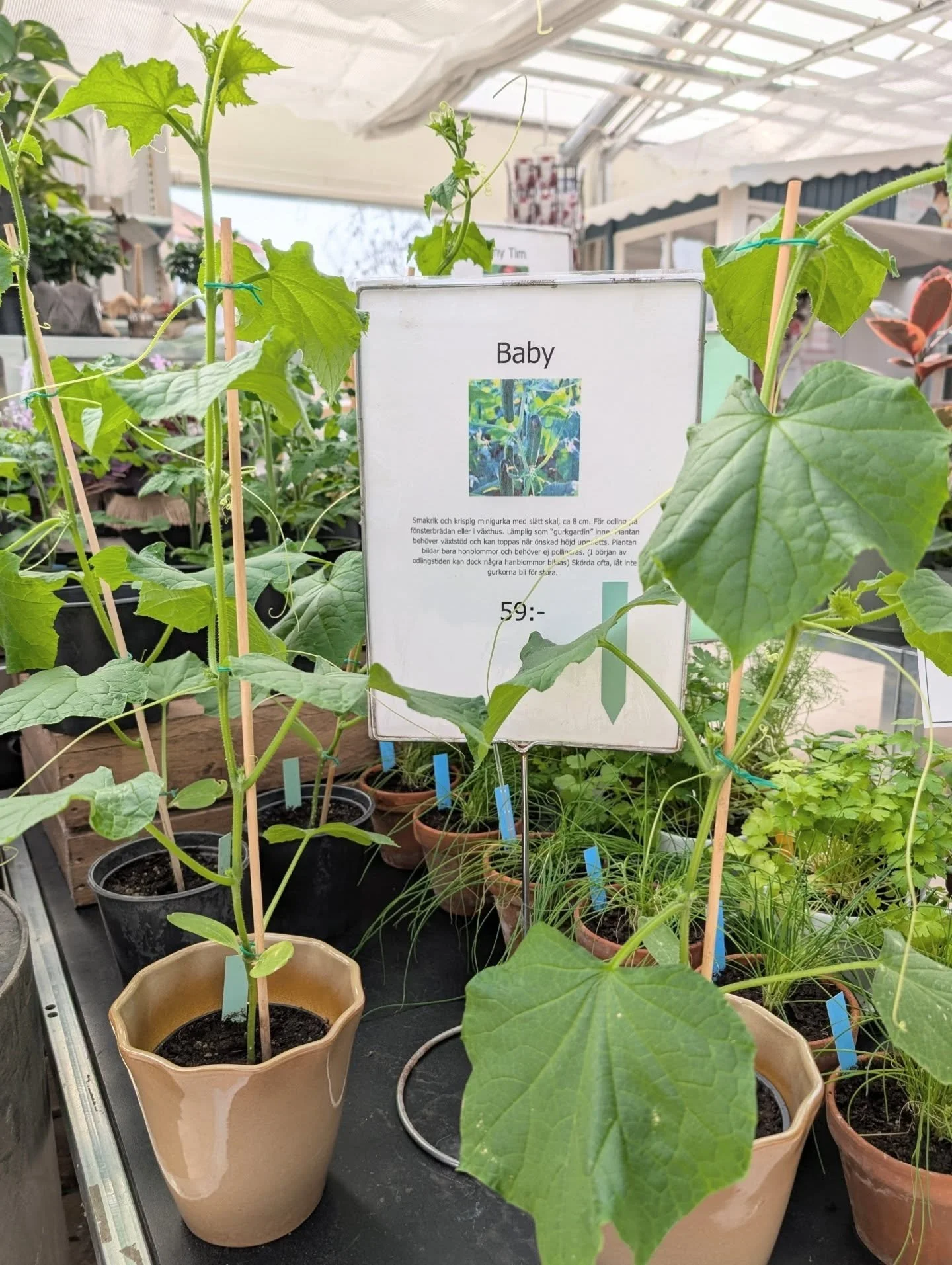 F&ouml;nstergurka och k&ouml;rsb&auml;rstomat

Vi har fina, egenodlade plantor att v&auml;lja p&aring;! Tv&aring; sorters minigurka (Baby och Iznik) som passar f&ouml;r odling p&aring; f&ouml;nsterbr&auml;dan, samt k&ouml;rsb&auml;rstomater Tiny Tim 