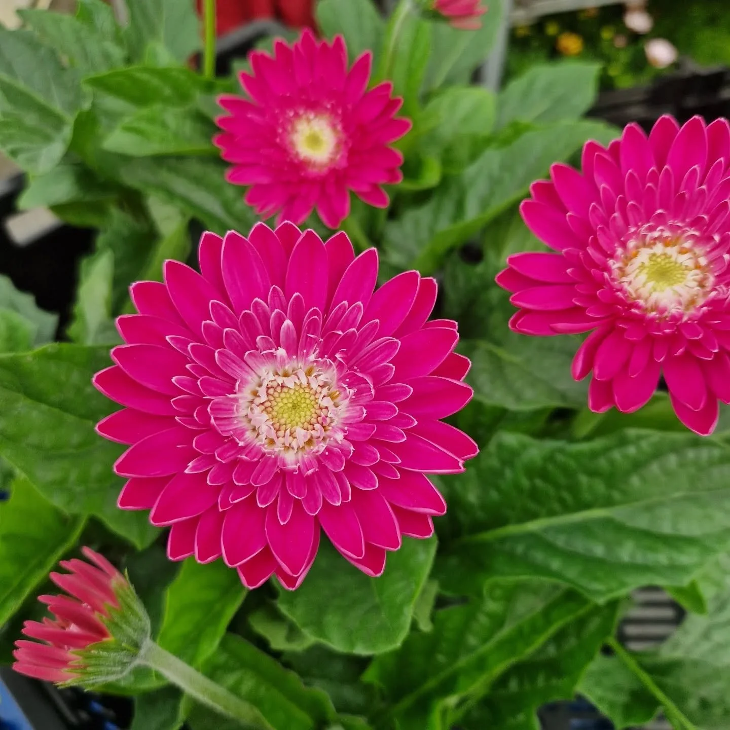 Vi b&ouml;rjar plocka fram egenodlade v&auml;xter till planthuset nu. P&aring; bilderna ser du gerbera och nemesian 'Tomteansikte' som &auml;r v&auml;ldigt popul&auml;r.

Har du n&aring;gon favorit bland sommarblommor?

&Ouml;ppettider:
M&aring;n-fre
